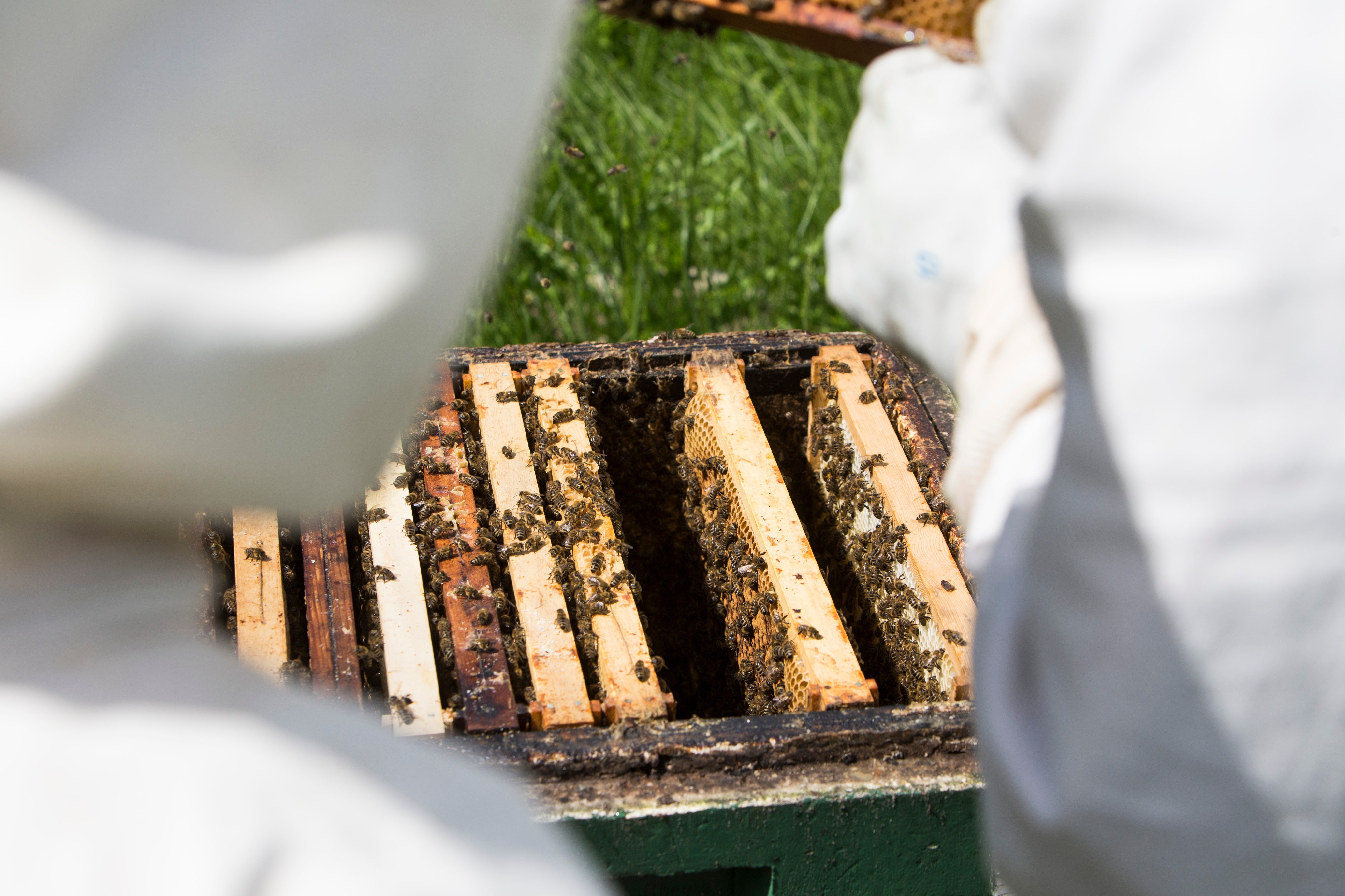 Bienenpatenschaft für 2025 - Bienenpatenschaft - Shop  Imkerei Immenstolz