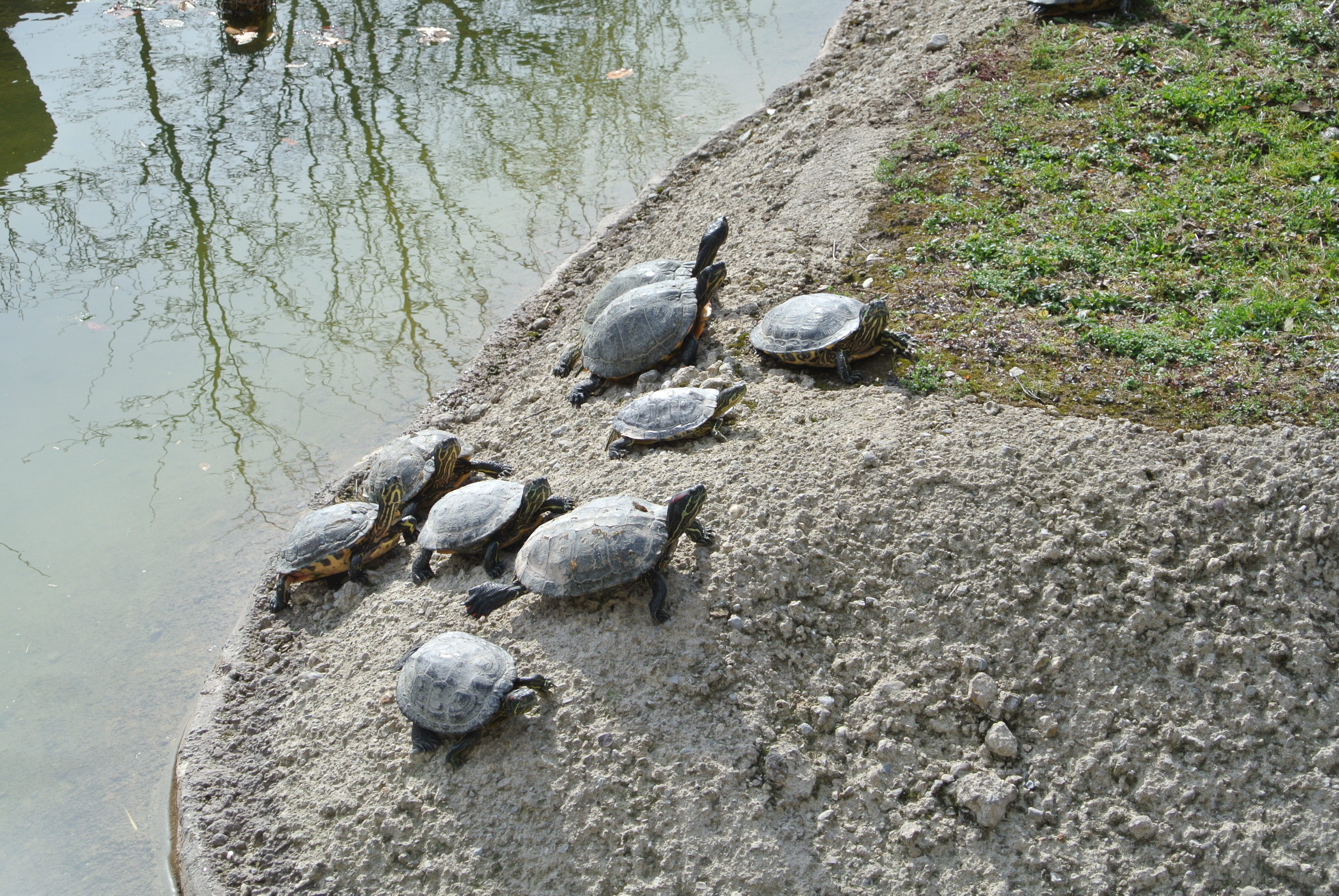 Schildkröten im Teich Terraristik Tierwelt Andi's Tier