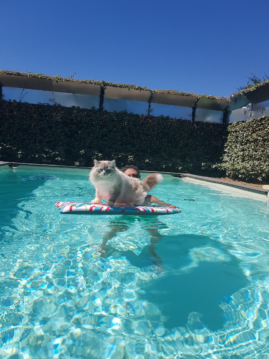 élevage chat sibérien occitanie