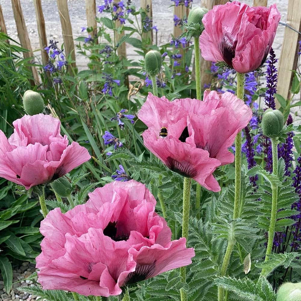 Mohn für den Garten Shop Tausendschön Store