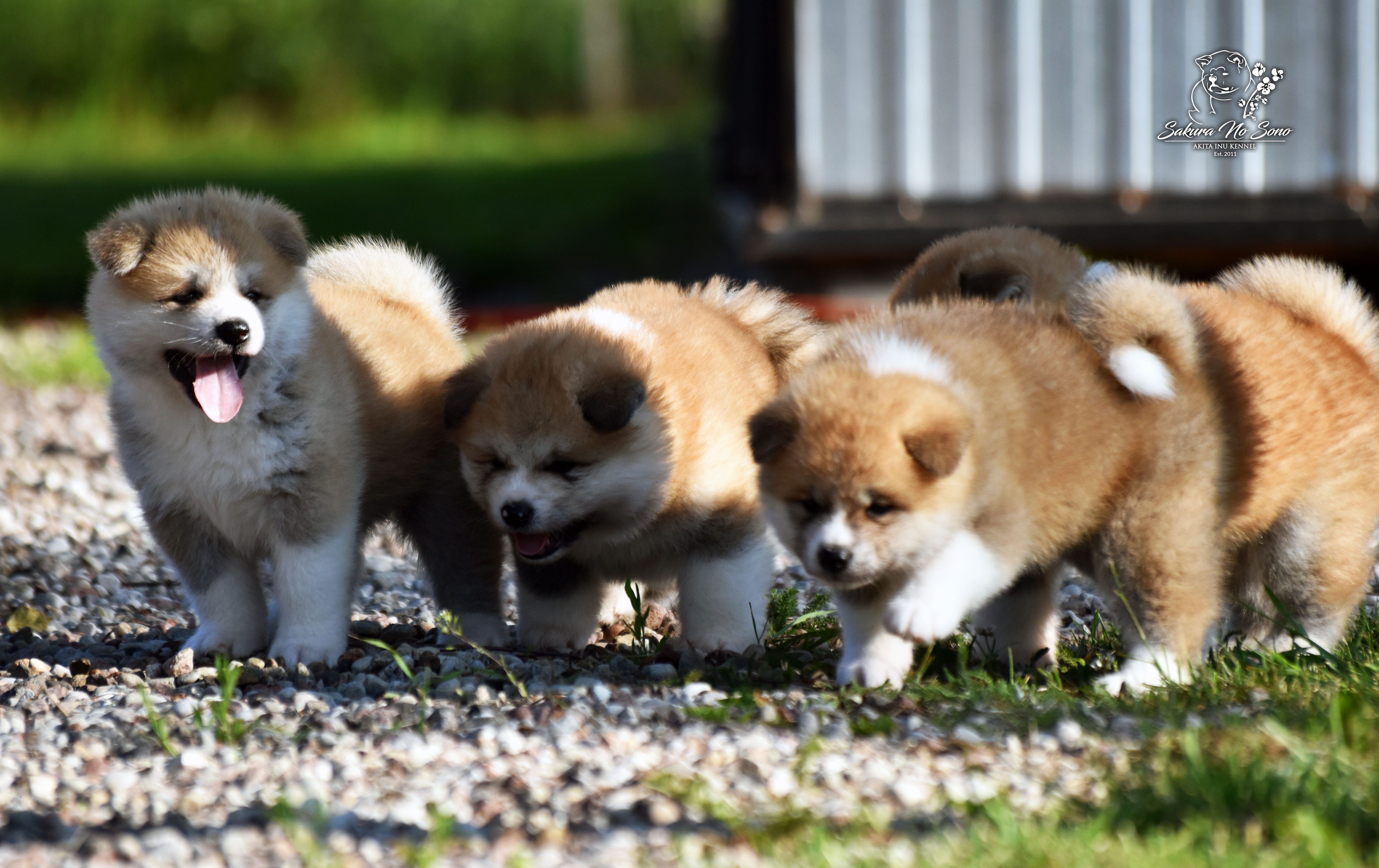 Puppies for sale - Japanese Akita | Sakura No Sono