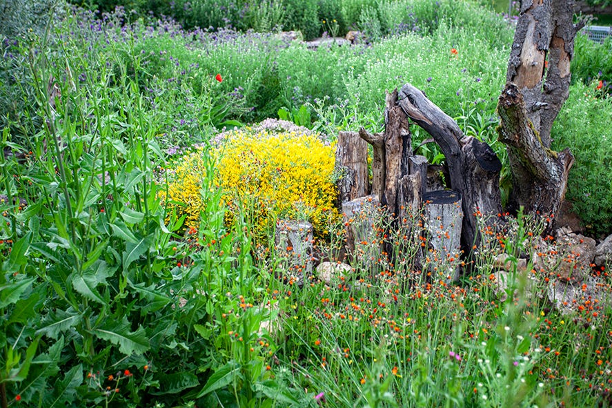 Wilde Ecken Biodiversität & Gärten gARTENreich