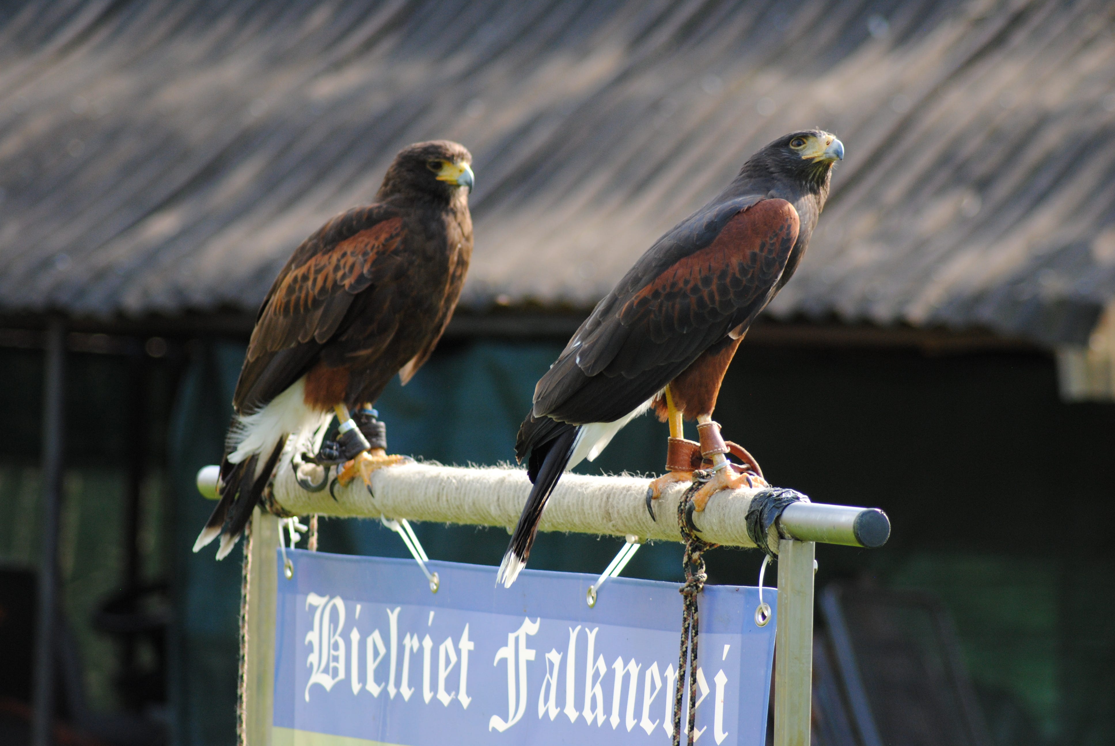 Wüstenbussard - Falken & Greifvögel - Unsere Tiere | Bielriet Falknerei