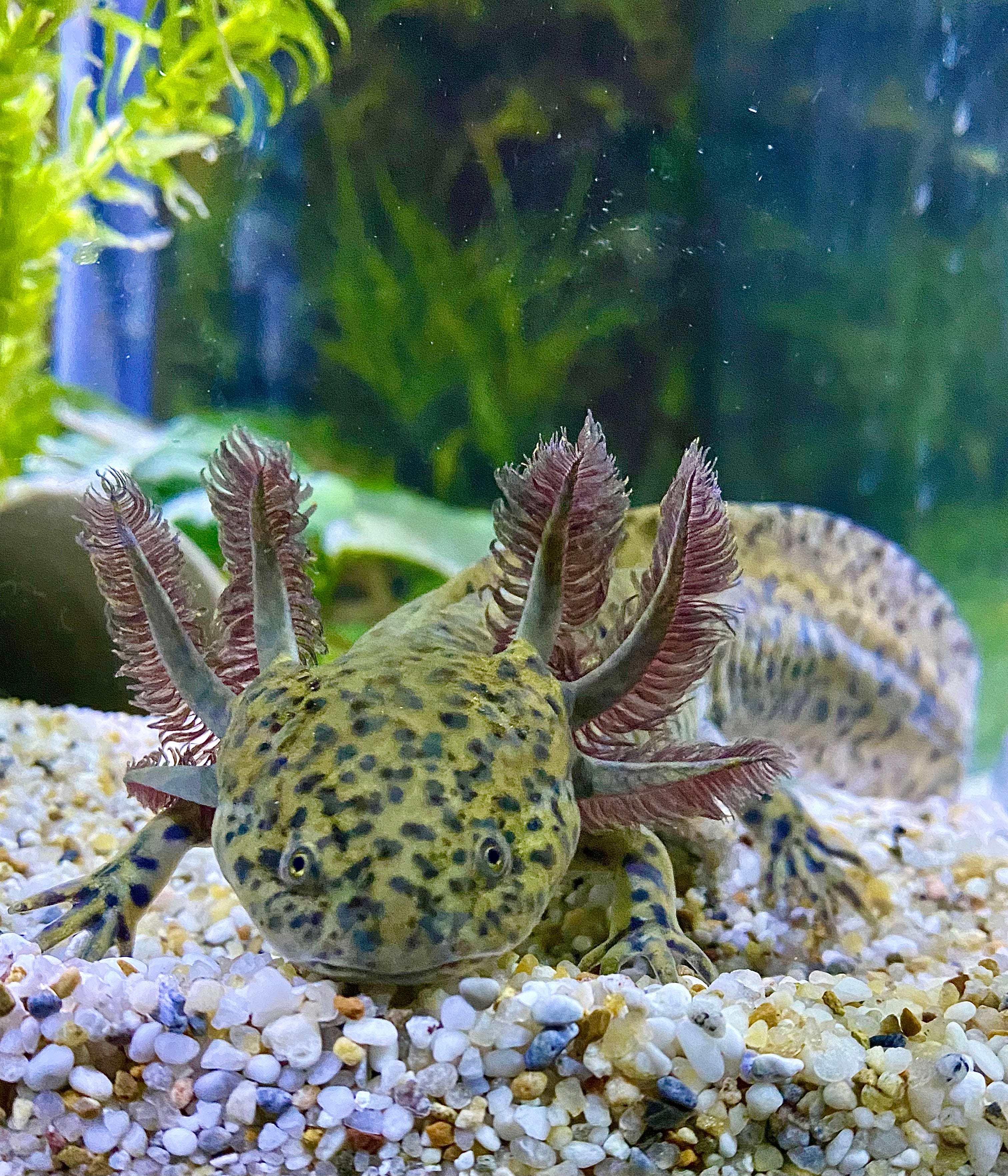 Axolotl Haltung Alles über die Wasserdrachen für Zuhause