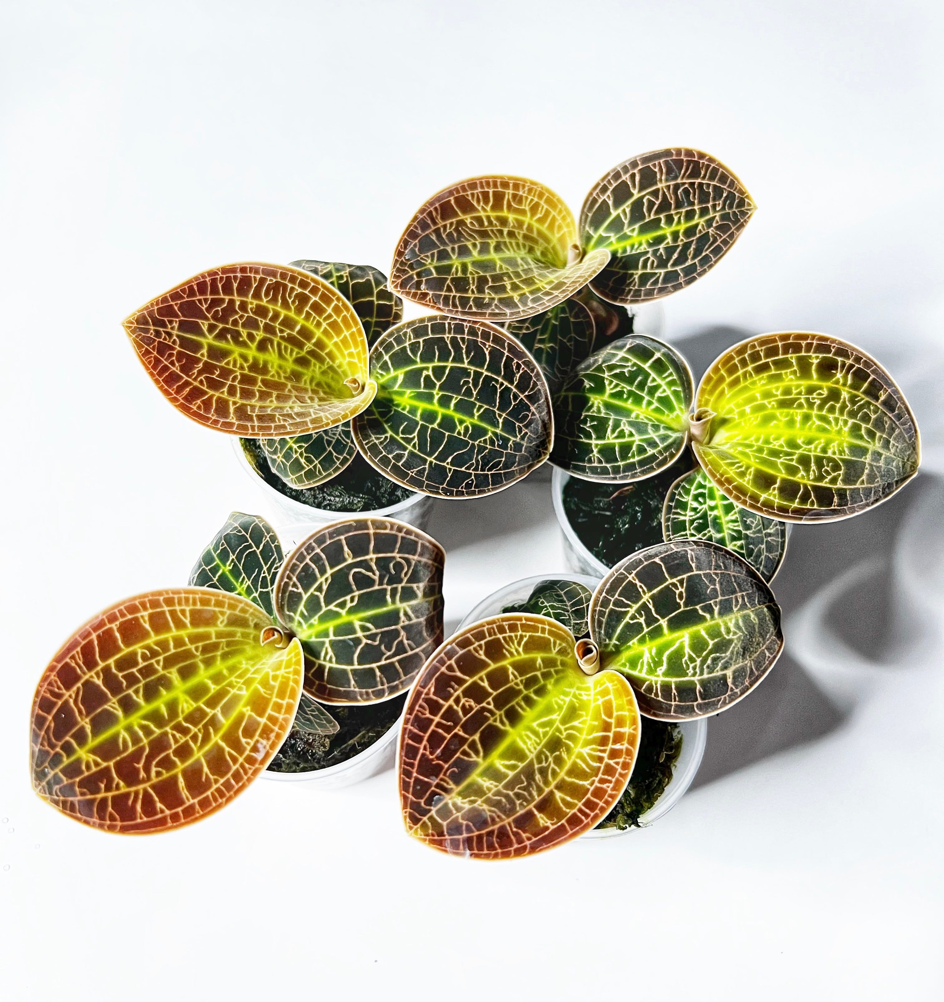 Terrarien Pflanzen Shop Dein Terrabuddy
