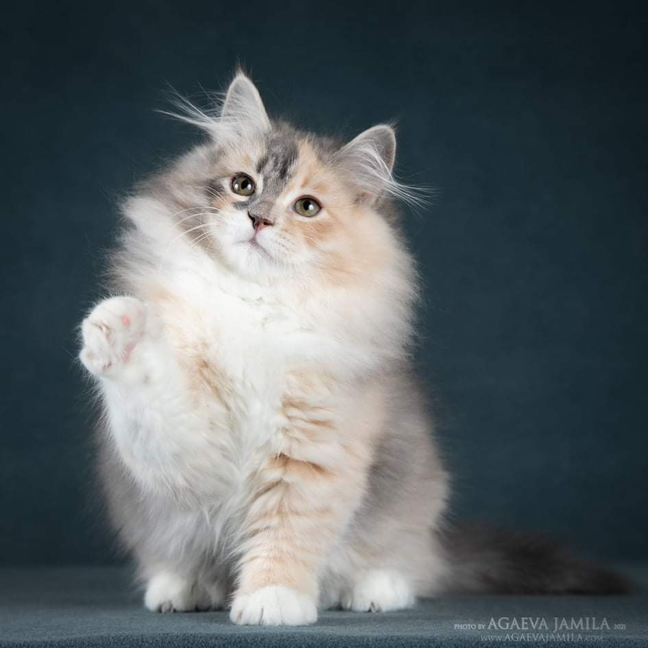 chat sibérien hypoallergenique