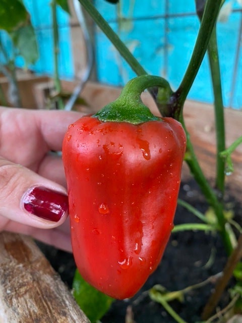 NEU 2022: Fritz Paprika (Schärfe: 0) - Bunte Paprika und Chili - Shop ...