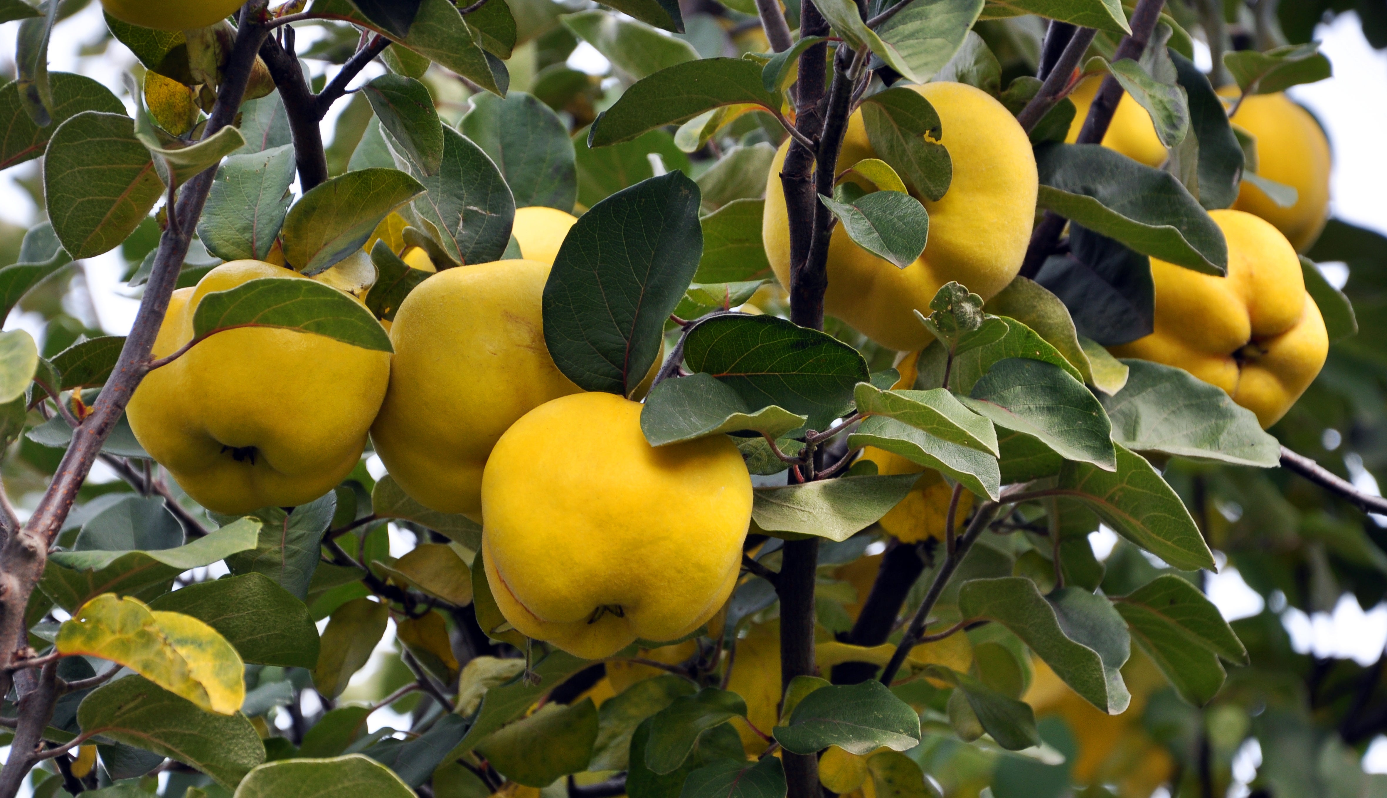 Quitten - frisches Obst - Shop | Büning ist lecker!