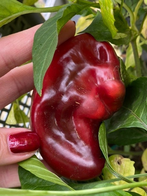 NEU 2022: Marconi Purple Paprika (Schärfe: 0) - Bunte Paprika und Chili ...