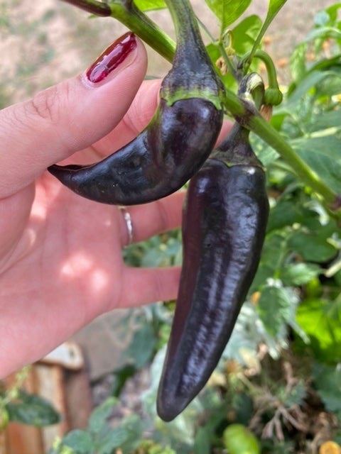 NEU 2022: Marconi Purple Paprika (Schärfe: 0) - Bunte Paprika und Chili ...