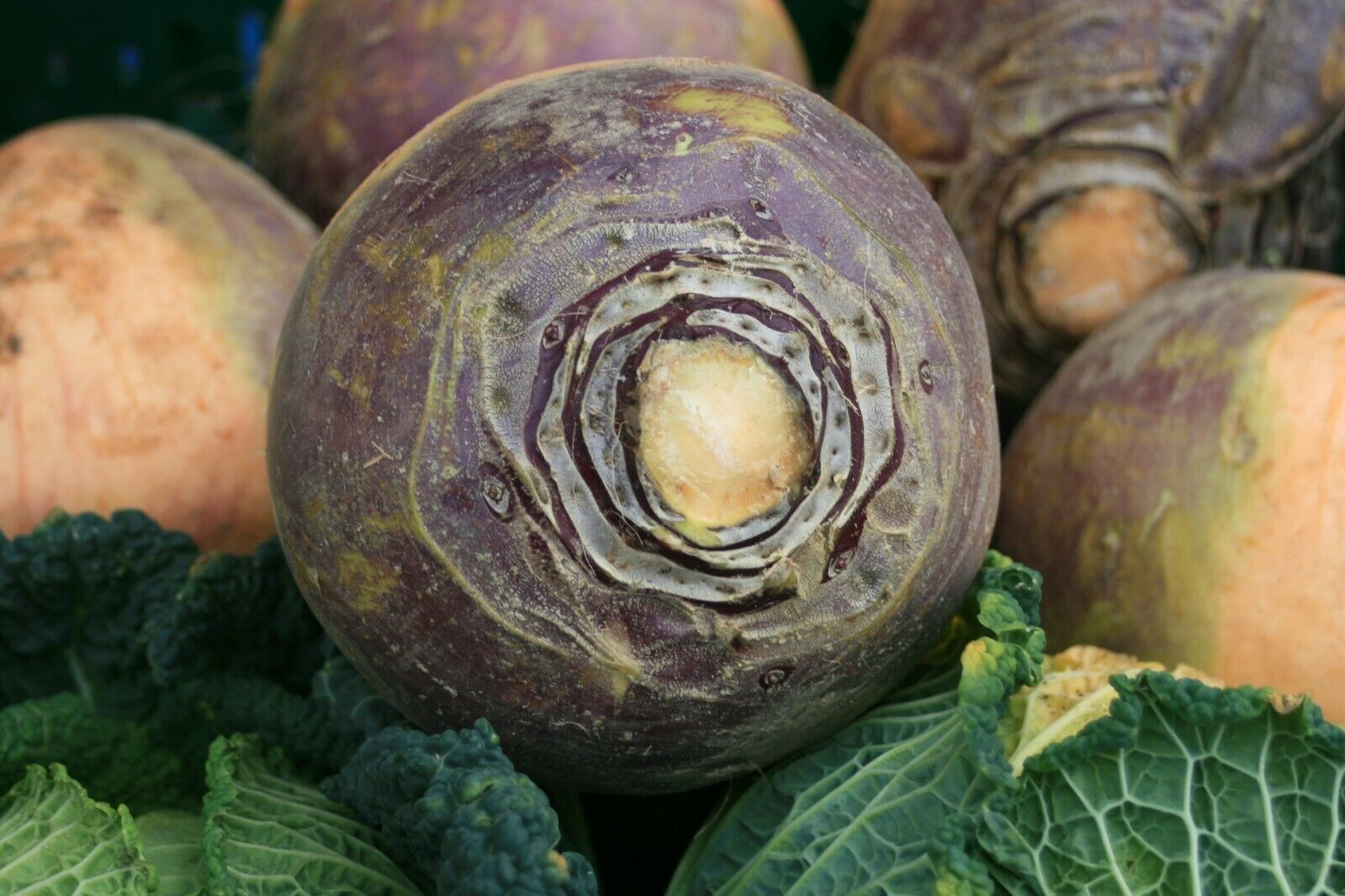 Steckrüben - frisches Gemüse - Shop | Büning ist lecker!