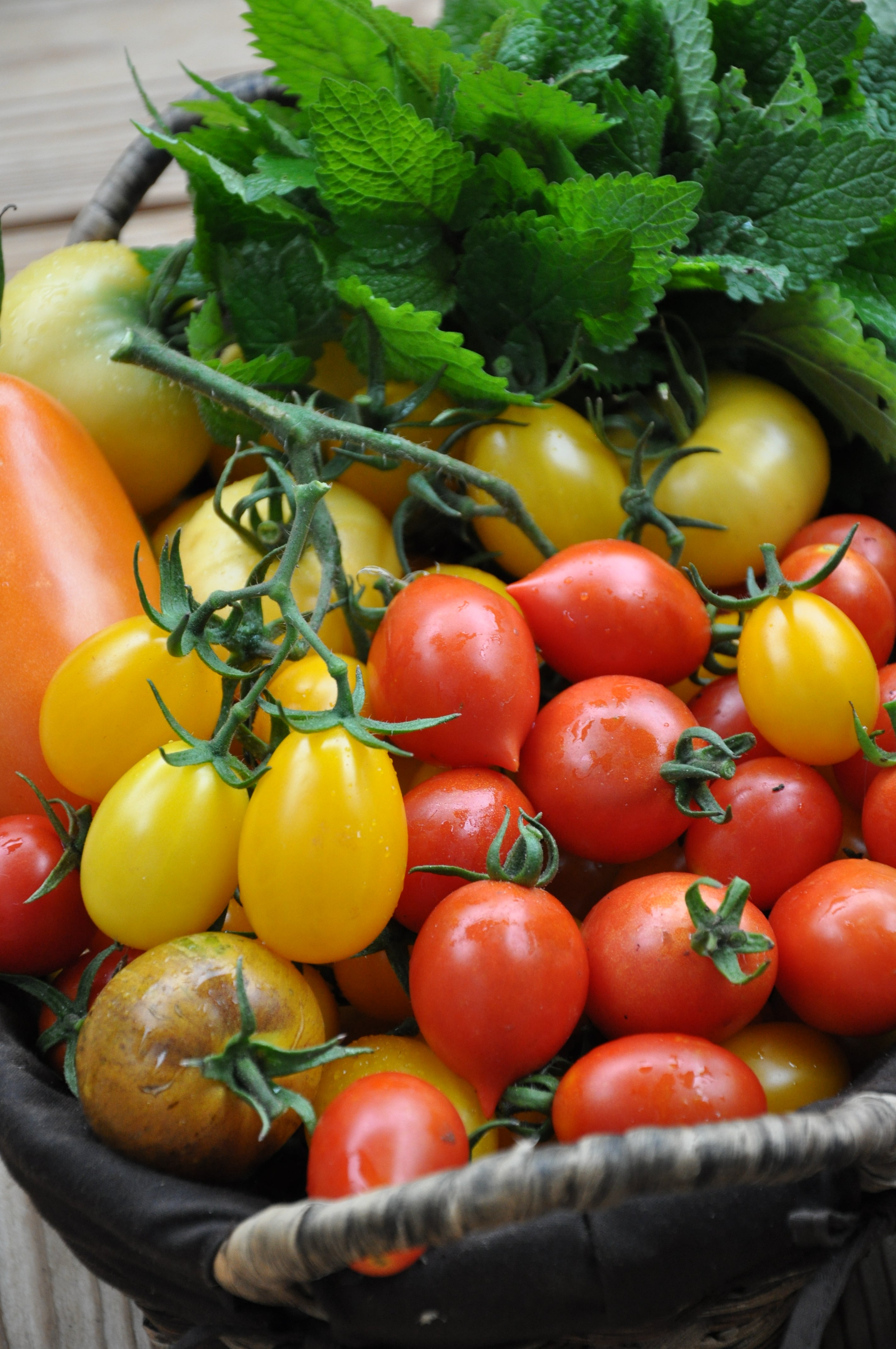 Tomatenbilder: Entdecke die Vielfalt der Tomatenwelt!