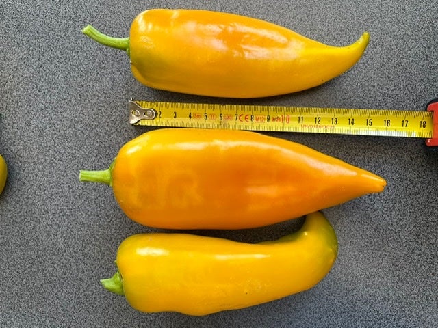 NEU 2022: Golden Key Paprika (Schärfe: 0) - Bunte Paprika und Chili ...