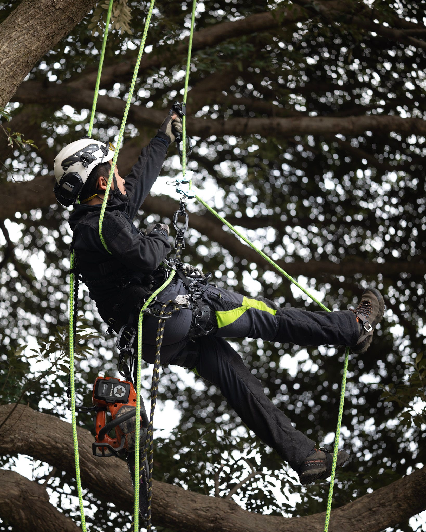 空師 景山 KAGEYAMA TREE SERVICE | 福岡市 特殊伐採