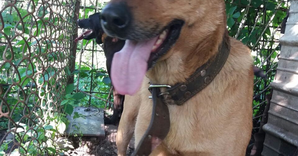 Große Hunde, ab 56 cm Vermittlung Hundeherz Russland Hilfe für