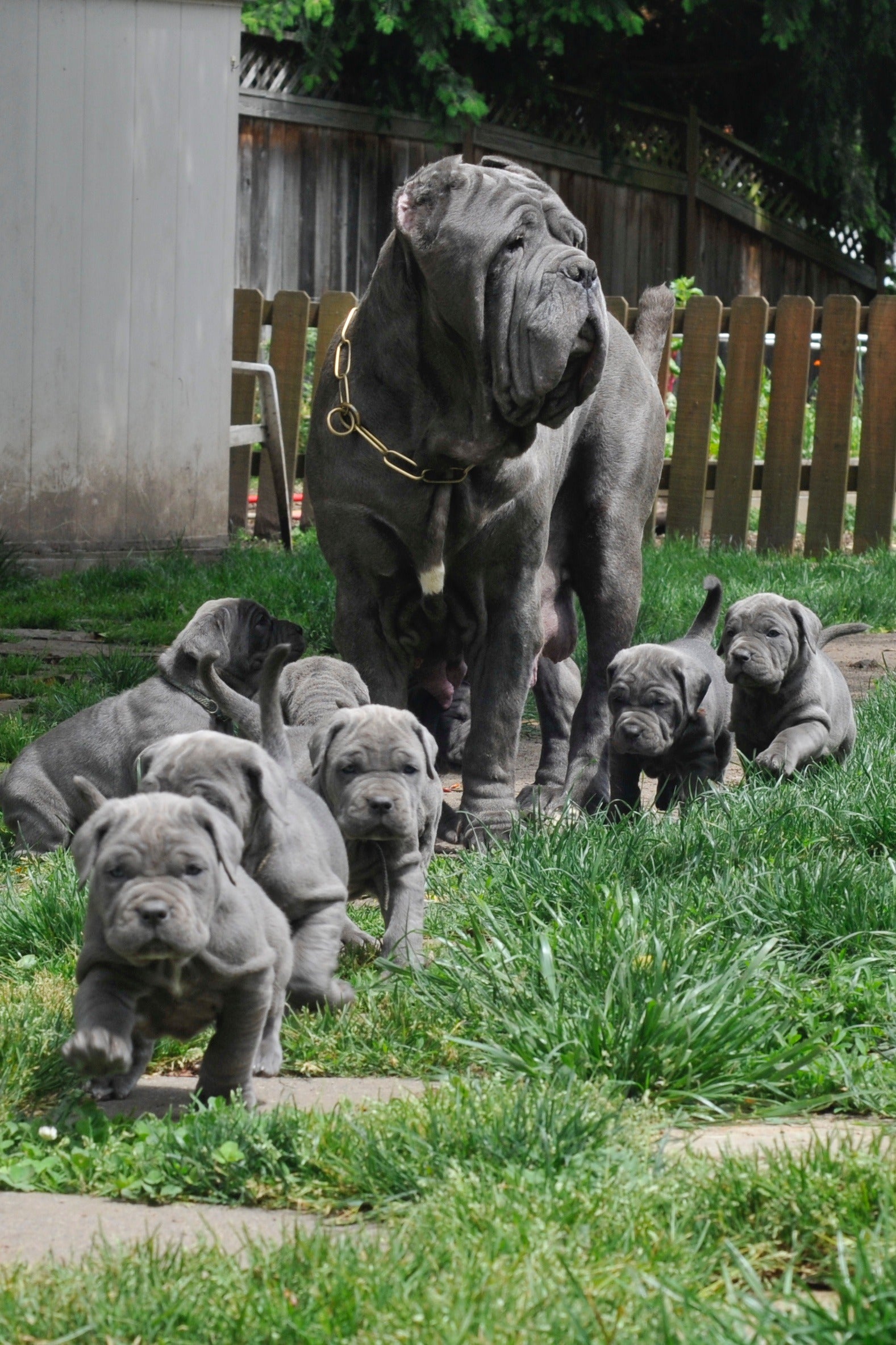 Neapolitan mastiff kennels best sale