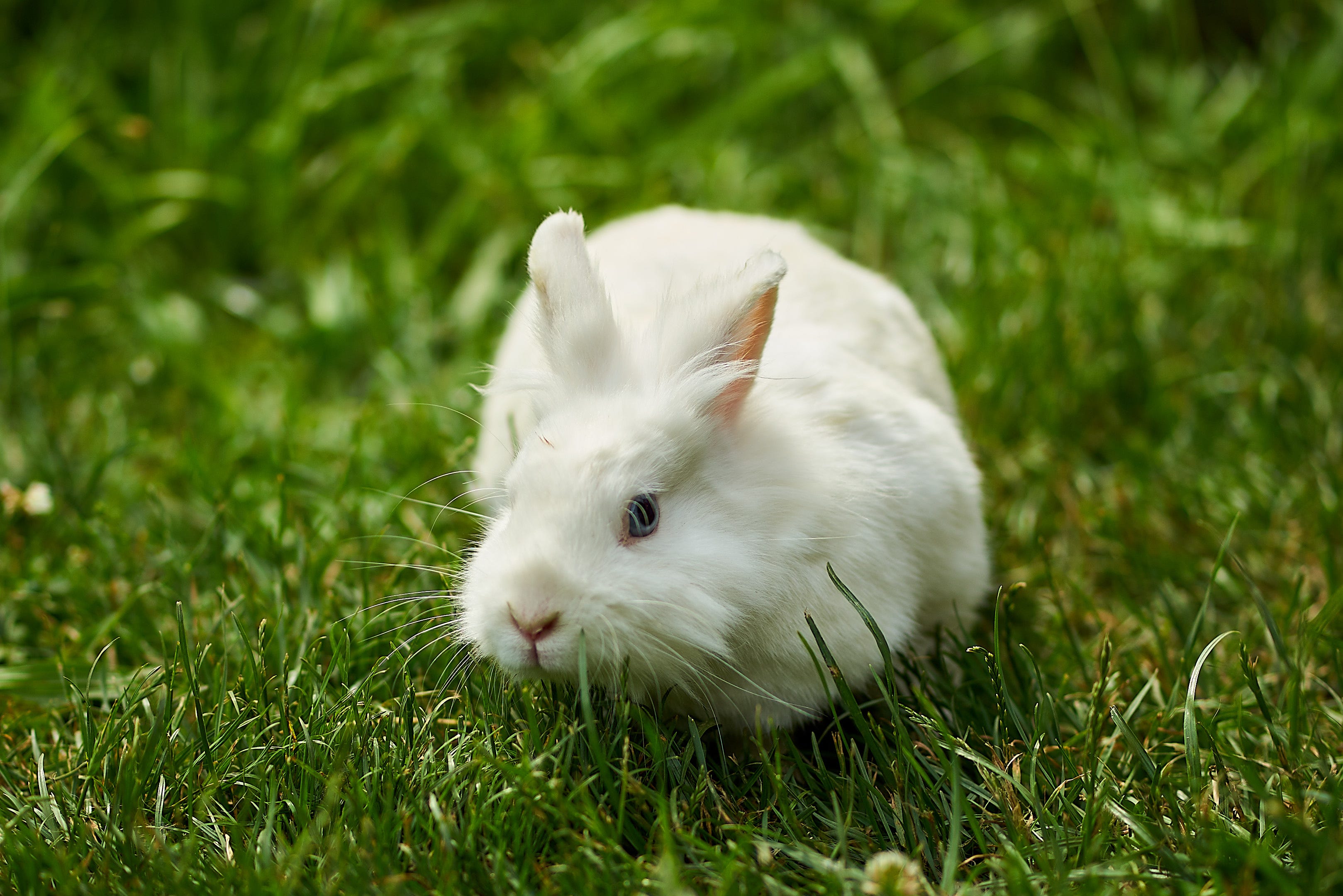 Unsere Tiere Tiergehege Reuden Tierschutzverein Zörbig e.V.