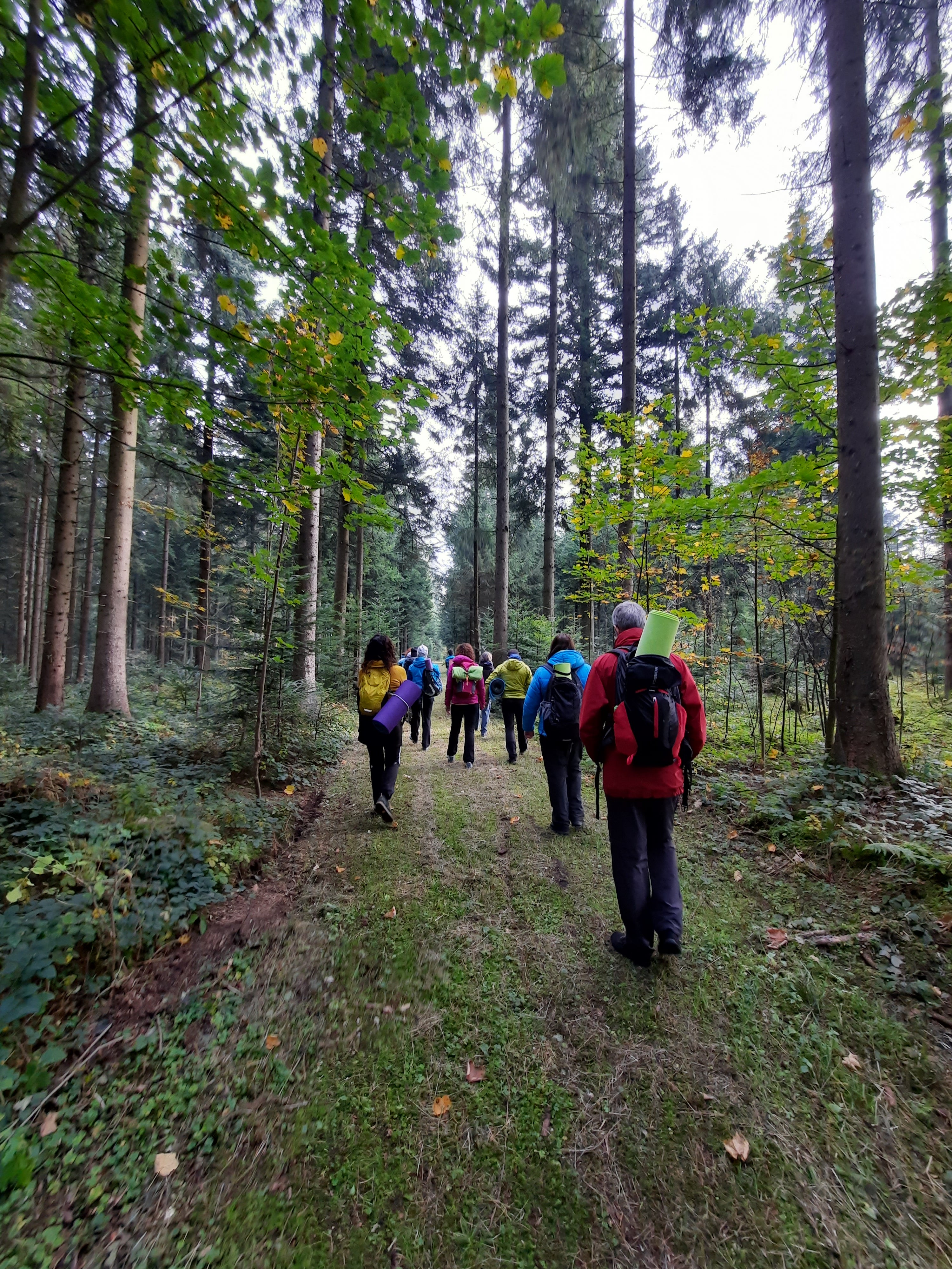 Waldbaden - Home | Yoga Und Waldbaden Mit Waltraud