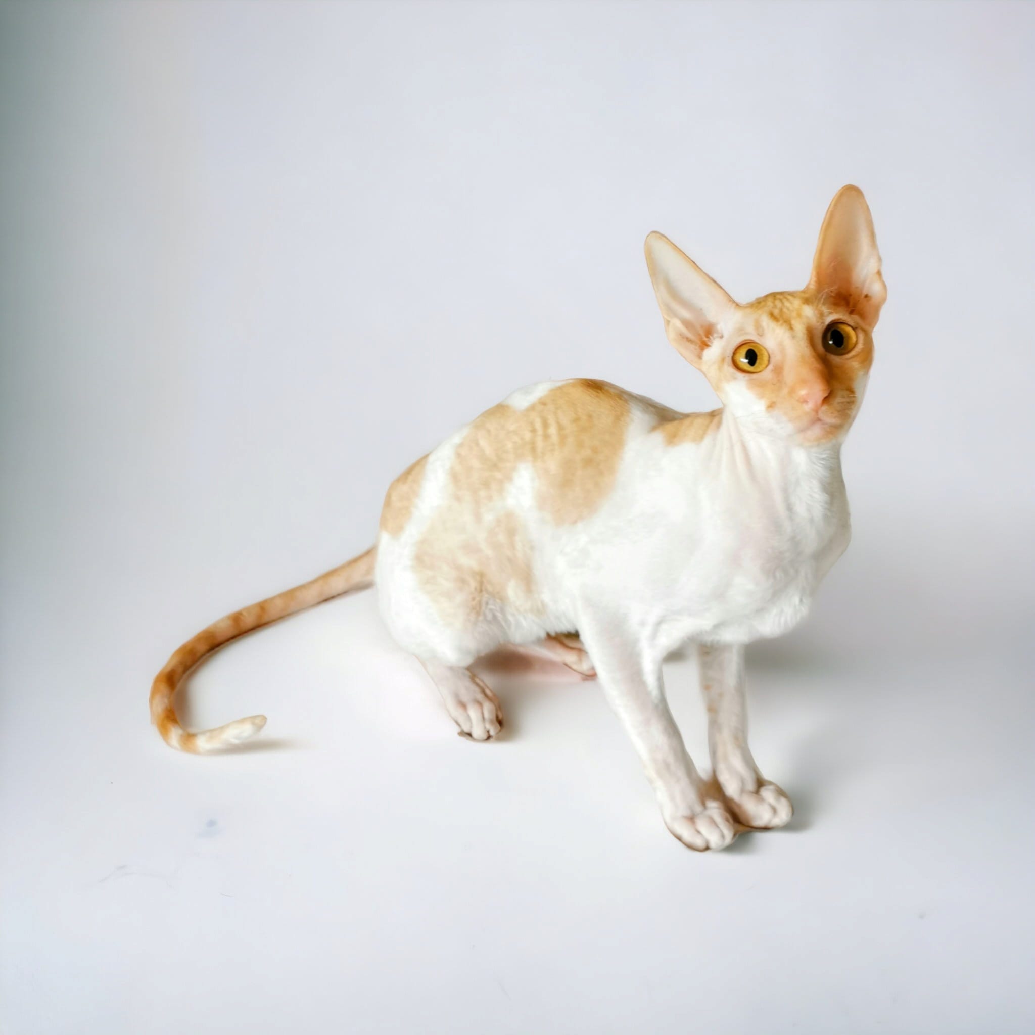 Katzen zum Vermitteln - Unsere Katzen | Cornish Rex von Bestensee