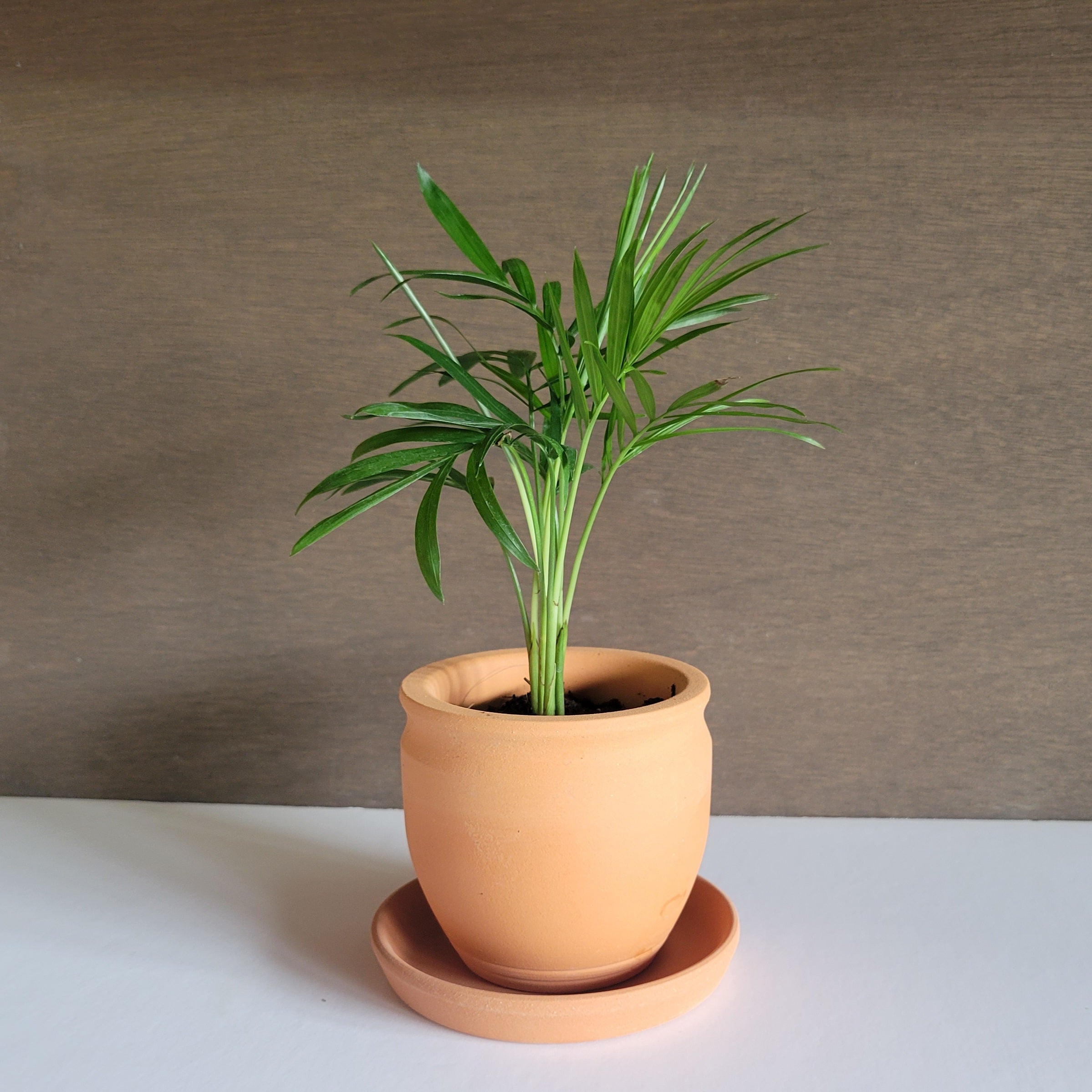 楽天市場】テラコッタ 植木鉢 大型 おしゃれ 人気 プランター おすすめ 観葉植物 素焼き 園芸鉢 観葉鉢 陶器鉢 器 ポット ガーデニング 園芸用品  寄せ植え インテリア 花 緑 お庭 テラス バルコニー 鉢カバー お洒落 花壇 特大 大きい 大きめ テラクレマ FR1 ホワイト 