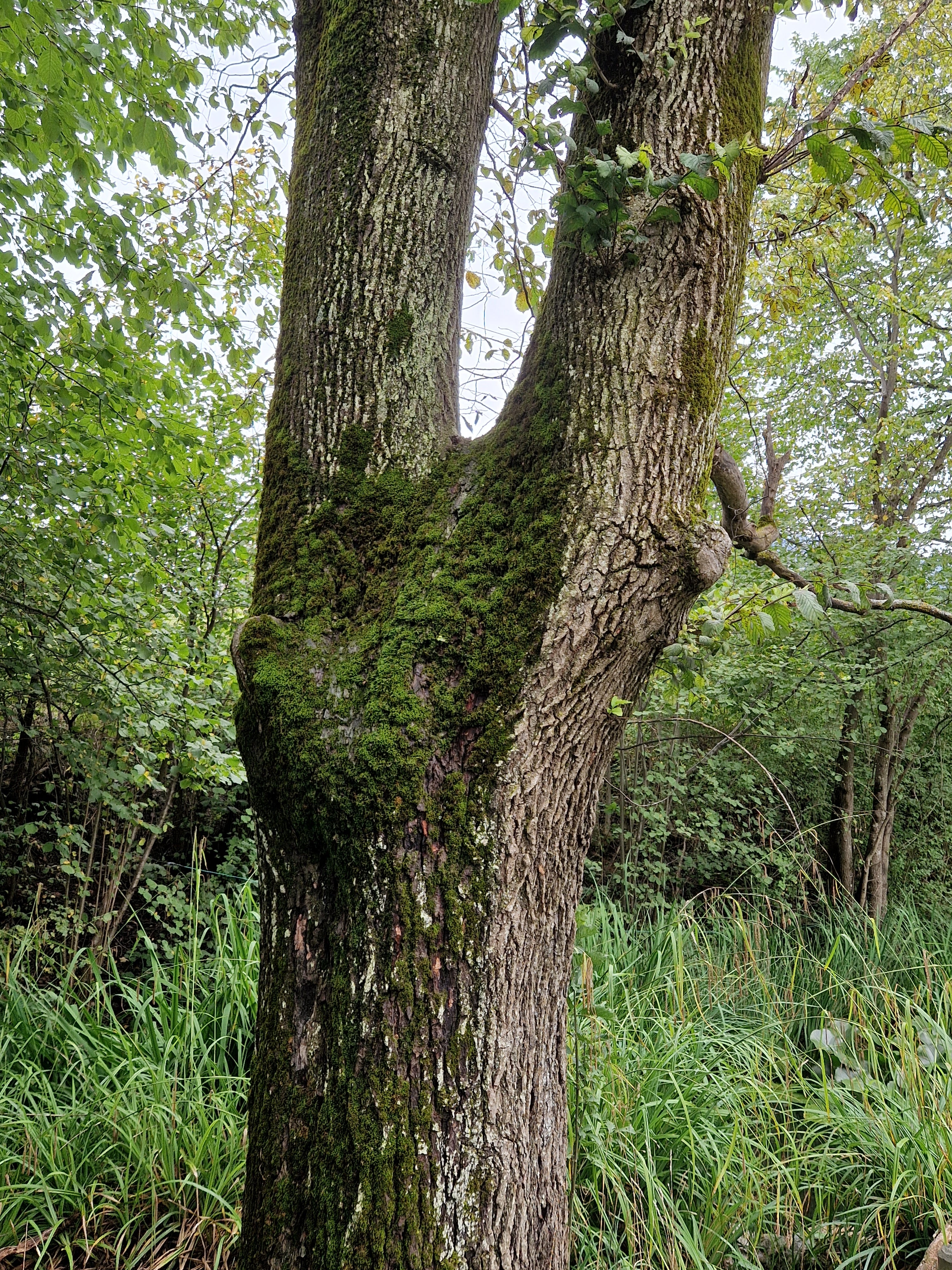 Warum Soll Ich Waldbaden? - Achtsamkeit Im Wald - Angebote | Susanna ...