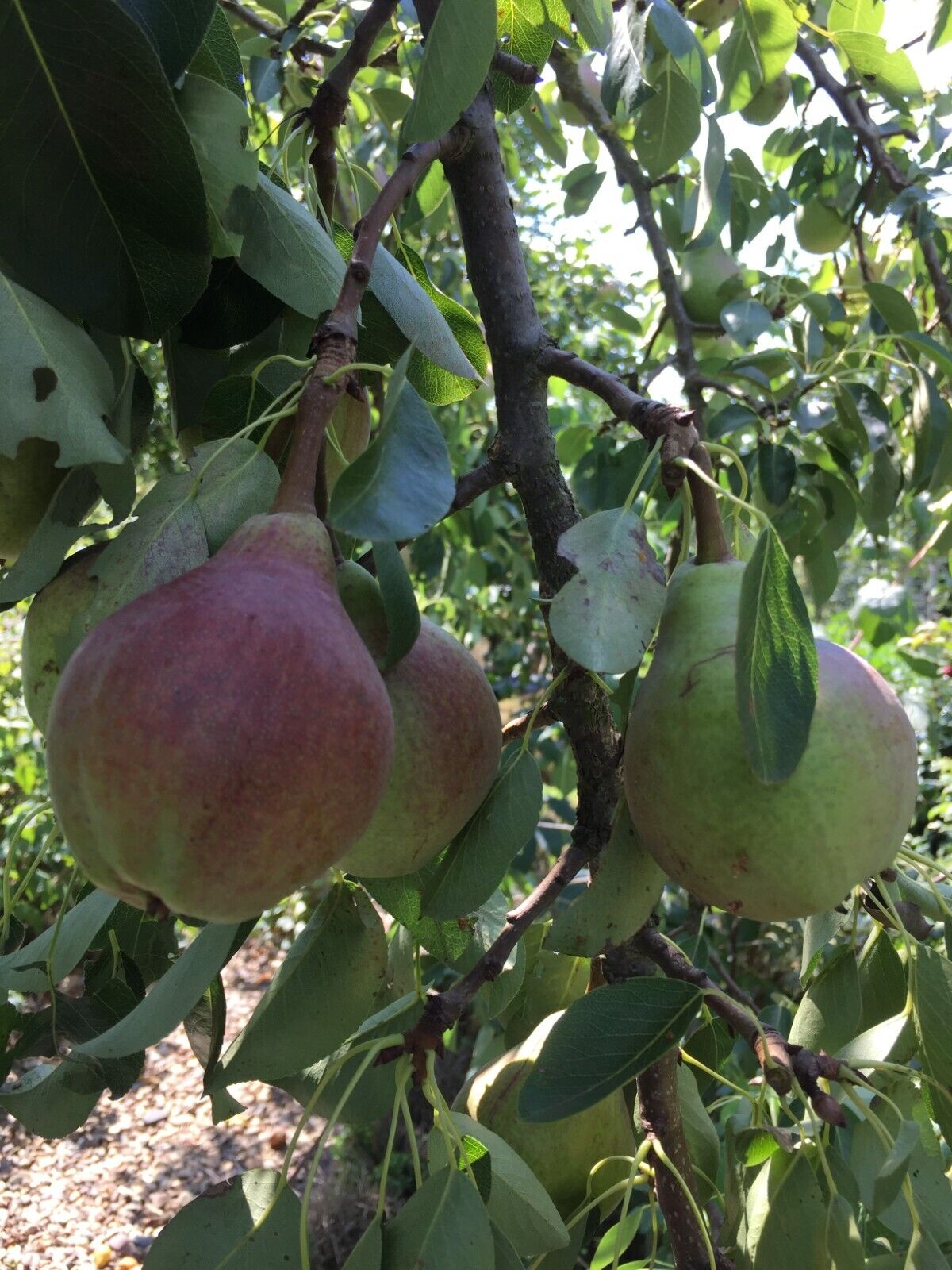 Birnen frisch vom Bauern - frisches Obst - Shop | Büning ist lecker!