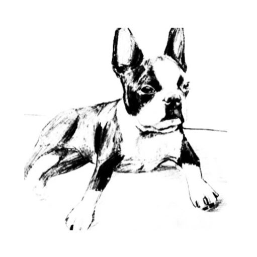 Starlight best sale boston terriers