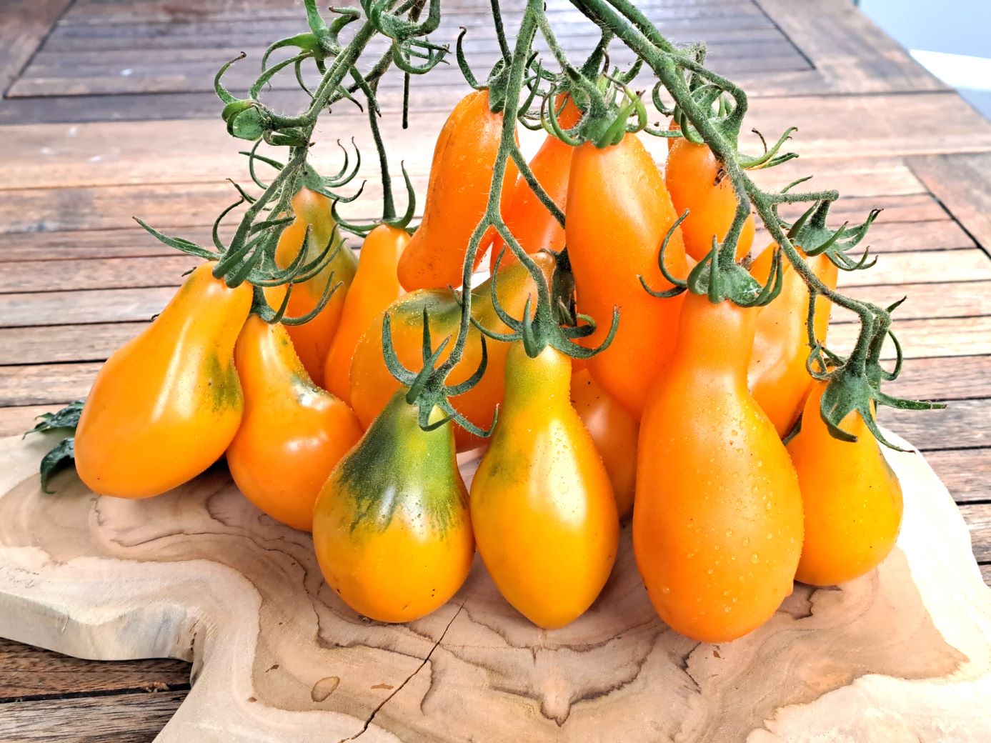 Tomatensamen verschiedener Tomatensorten und Tomatenarten kaufen | bei ...