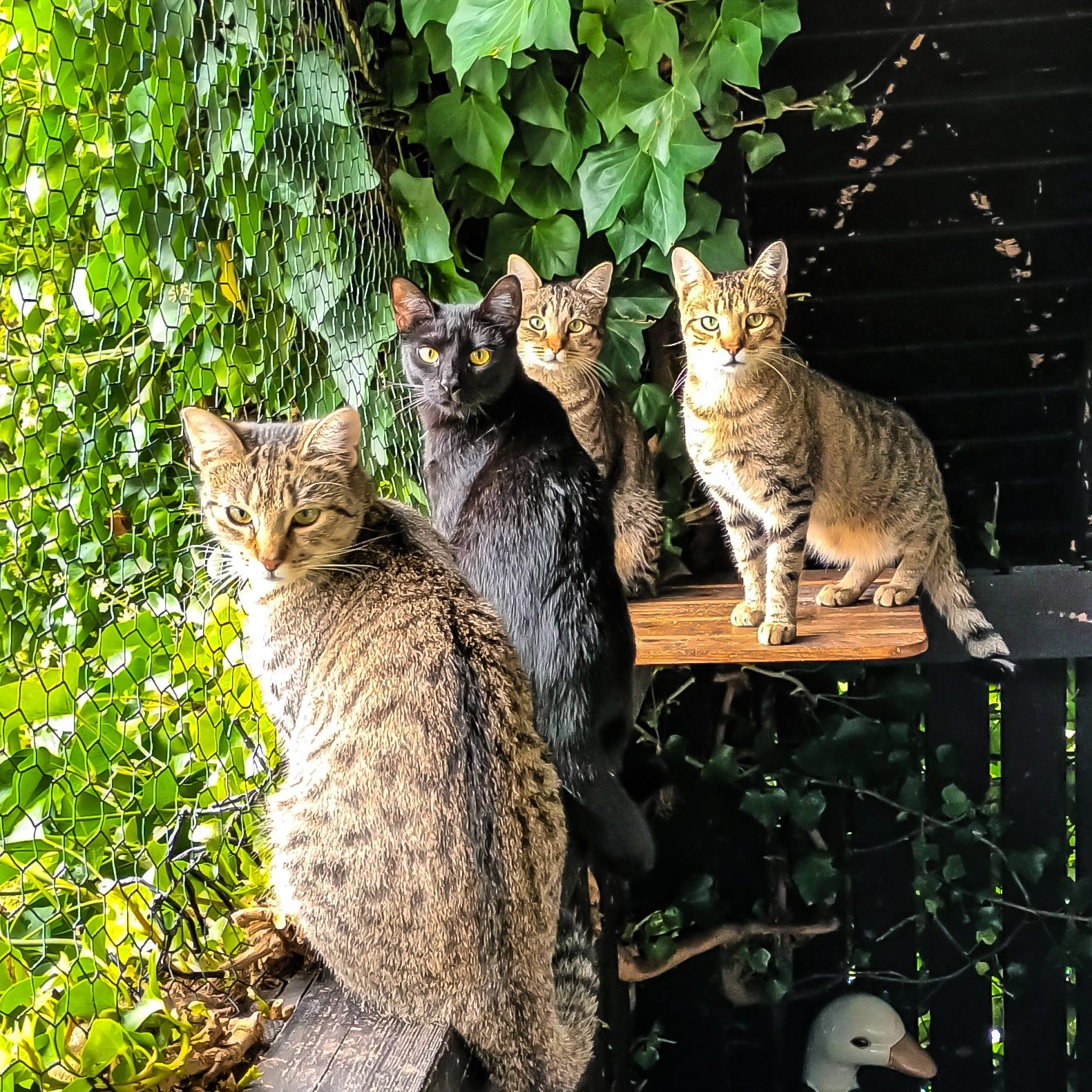 Katzen und Vögel im Garten Wissenswertes Tierarztpraxis Hendricks