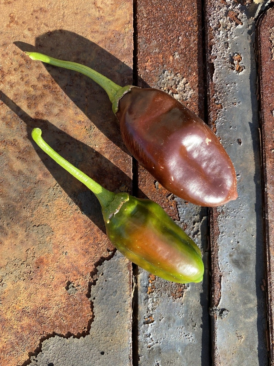NEU 2023: Sweet Chocolate Paprika (Schärfe: 0) - Bunte Paprika und ...