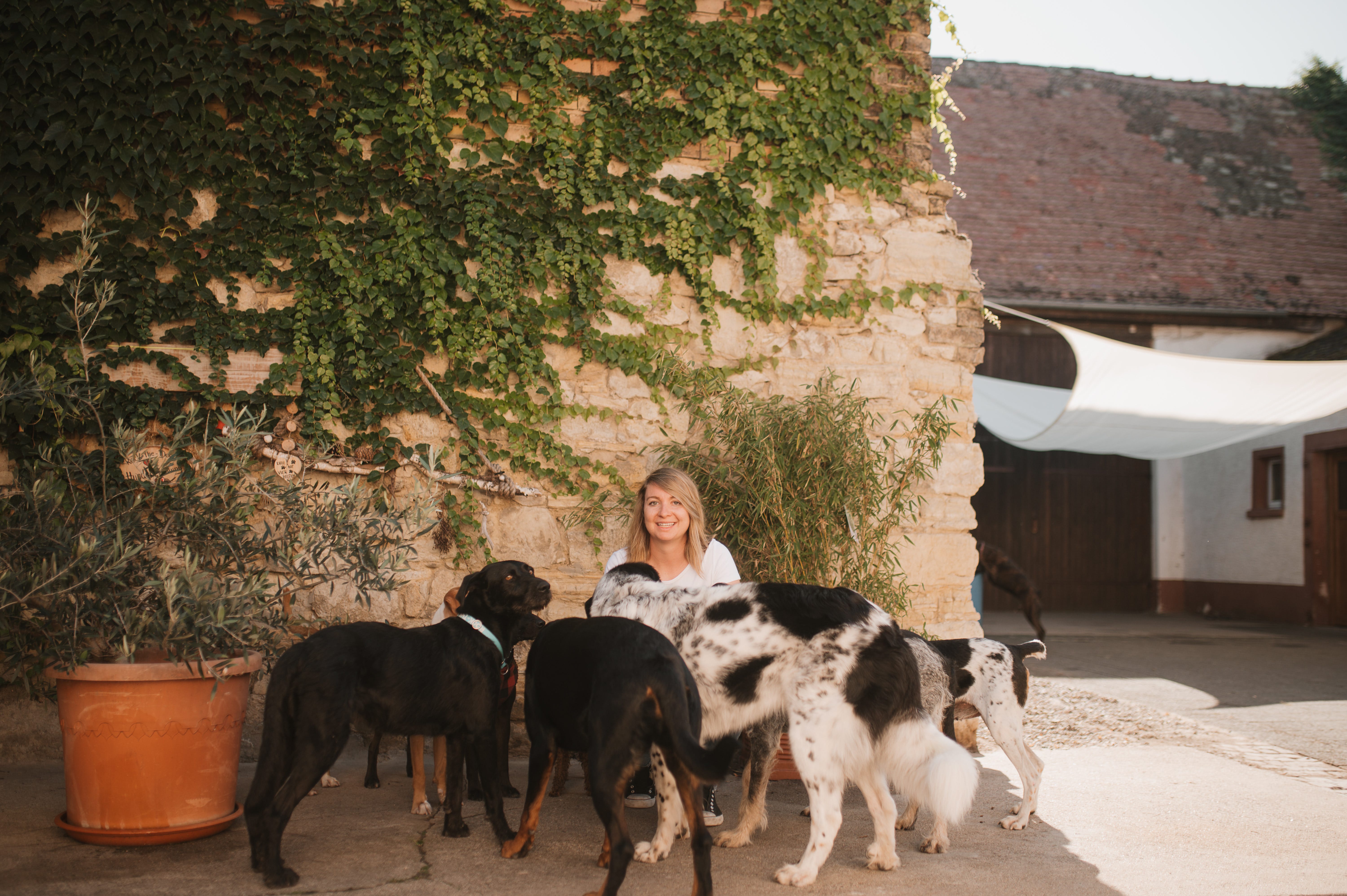 Rock-the-Dog Hundebetreuung | Gassi Service, Tagesbetreuung ...