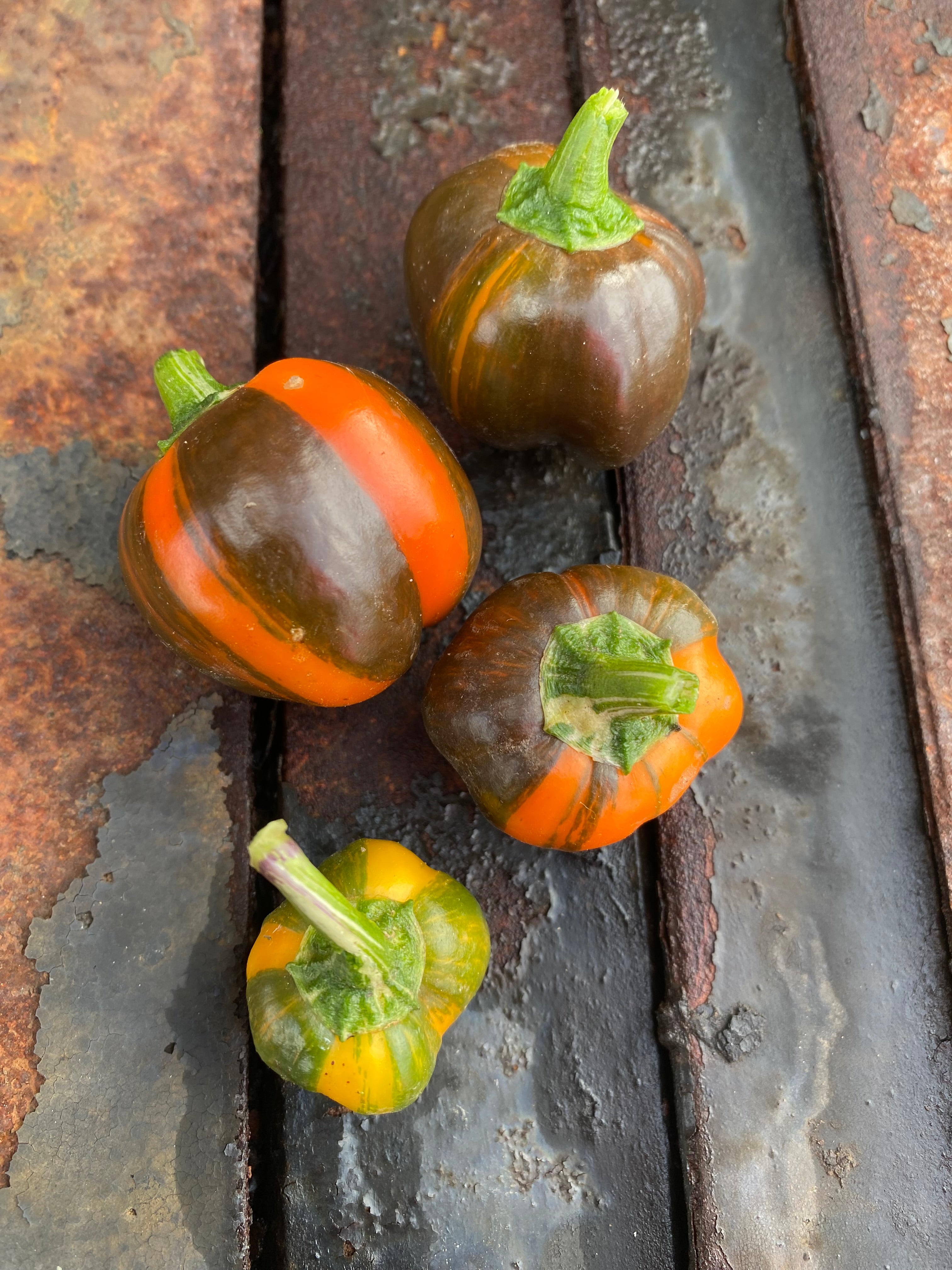 NEU 2023: Madame Paraplü Paprika (Schärfe: 0, panaschiert) - Bunte ...