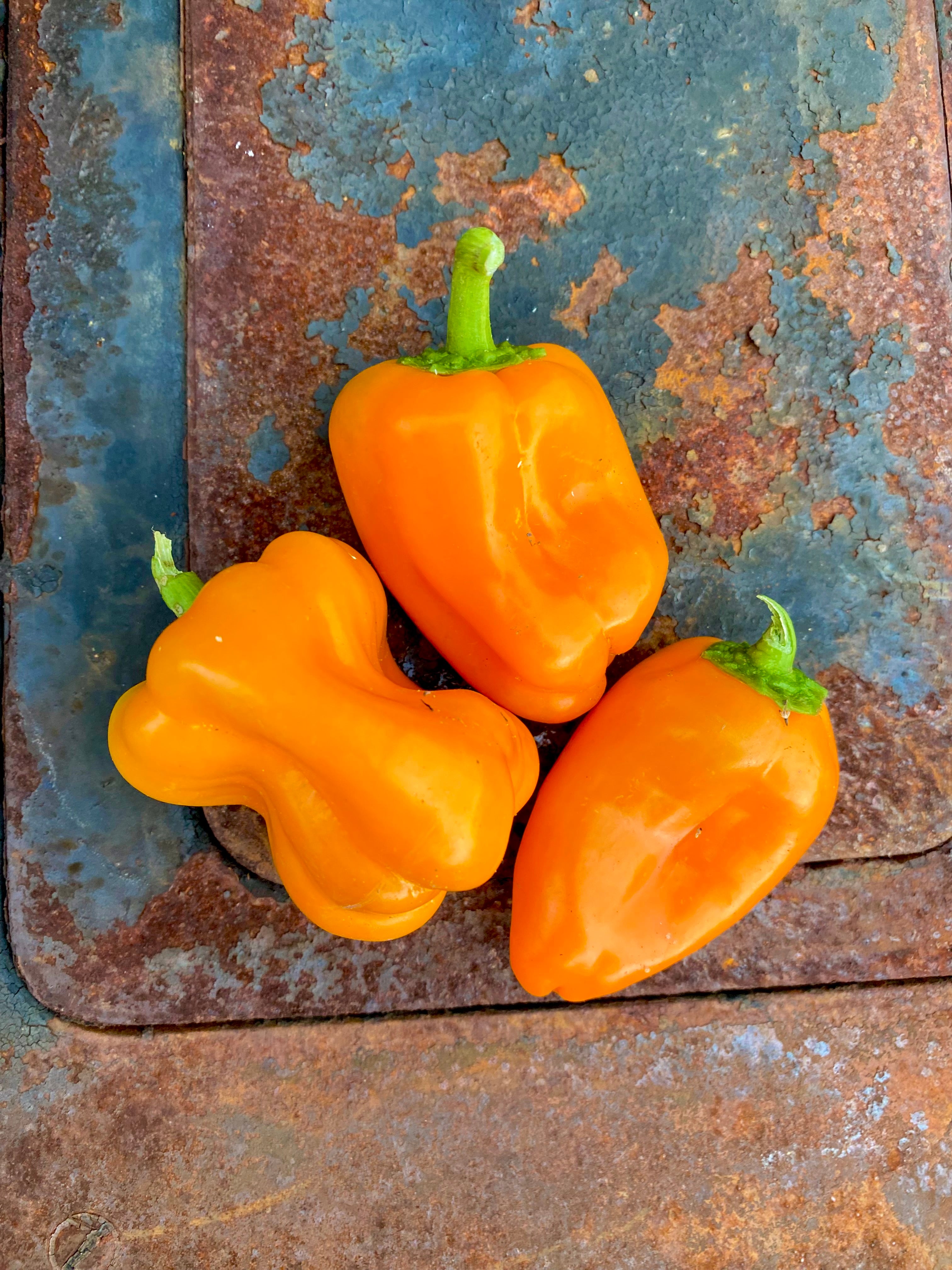 NEU 2023: Hamik (Yummy Orange) Paprika (Schärfe: 0) - Bunte Paprika und ...