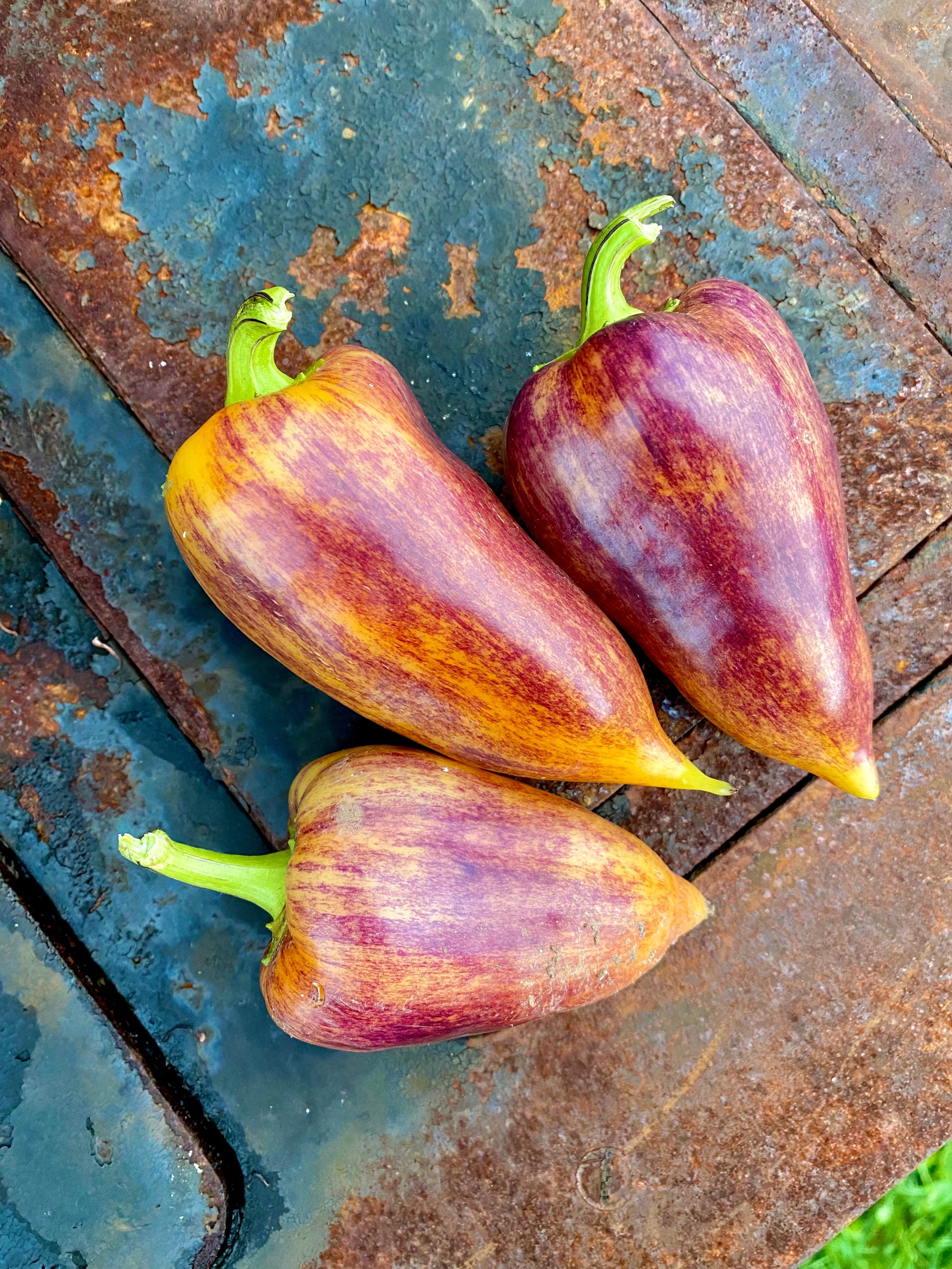WIEDER DA: Violet Sparkle Paprika (Schärfe: 0) - Bunte Paprika und ...
