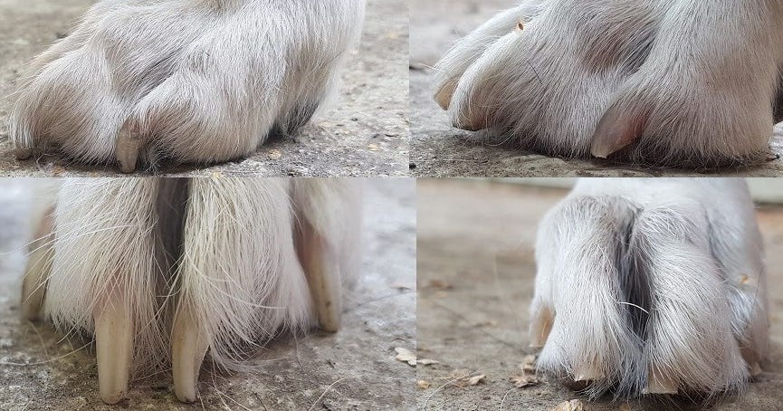 Hundekrallen Wissenswertes Hundealphabet