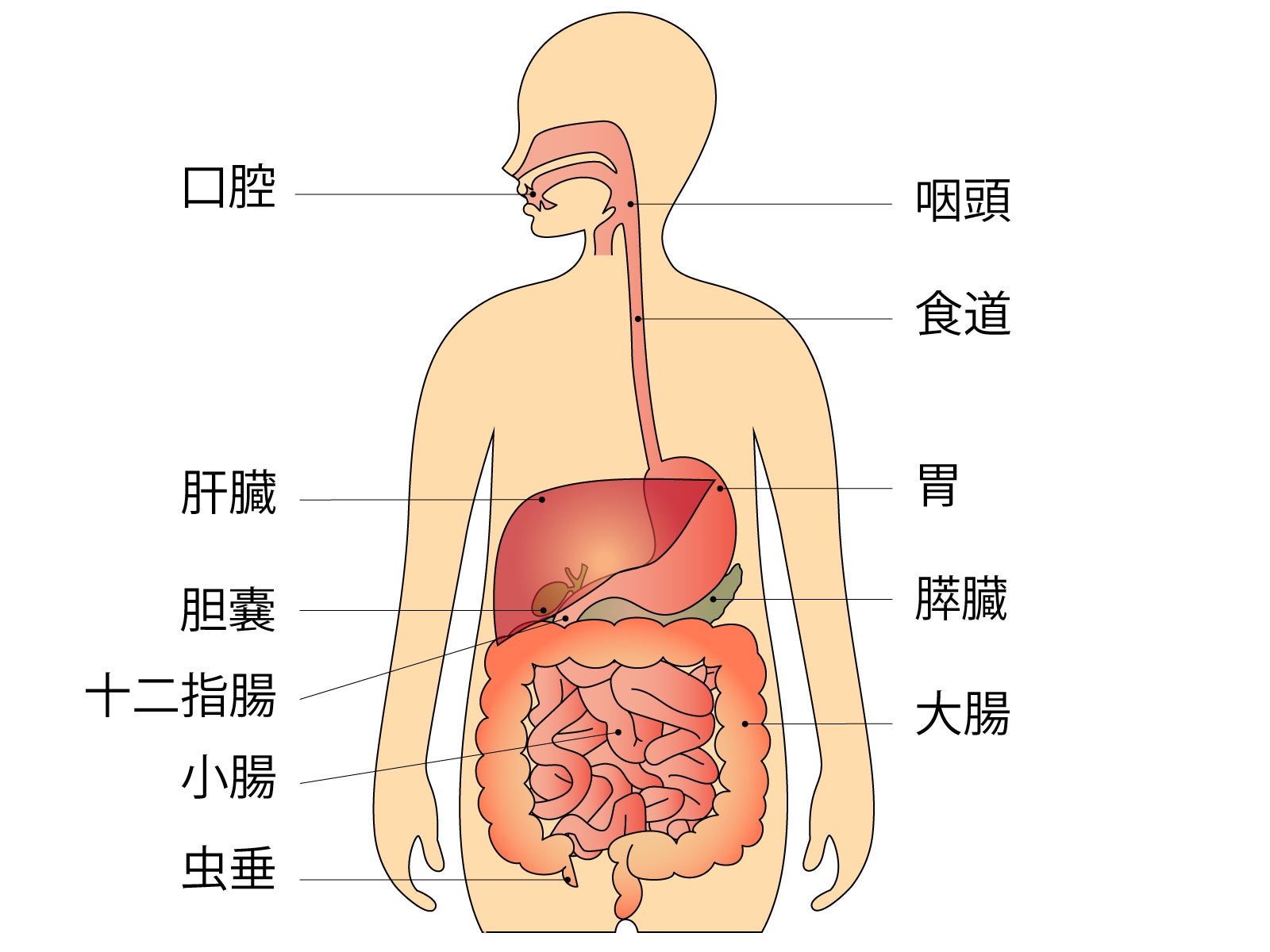 教育モデル リンパ節モデル - 人間の臓器解剖モデル - 医療用