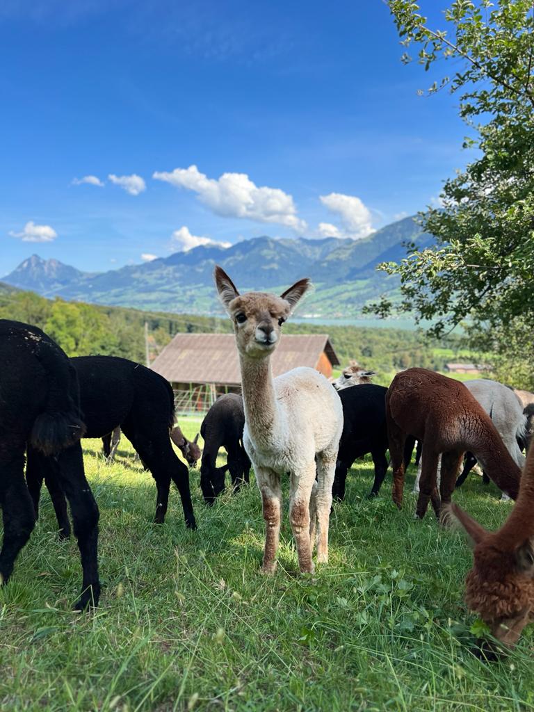 Alpaka Wissen Alpaka Erlebnisse Schweiz