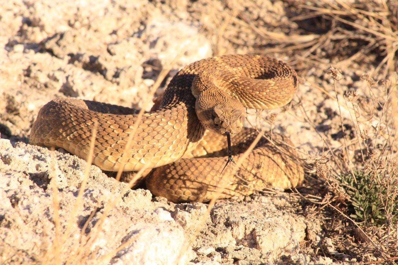 Schedule | Okeene Rattlesnake Roundup