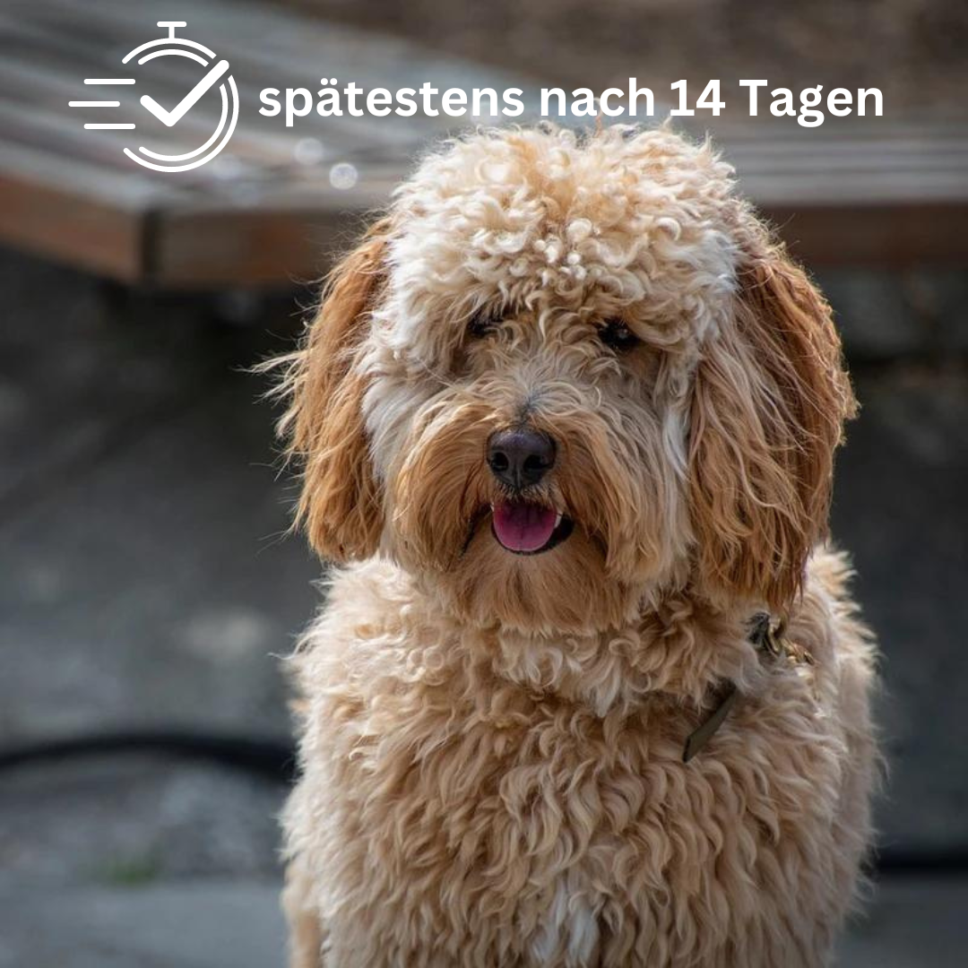 Haaranalyse (für Geduldige) - Bioresonanz - Shop | Tiertherapie Bauer