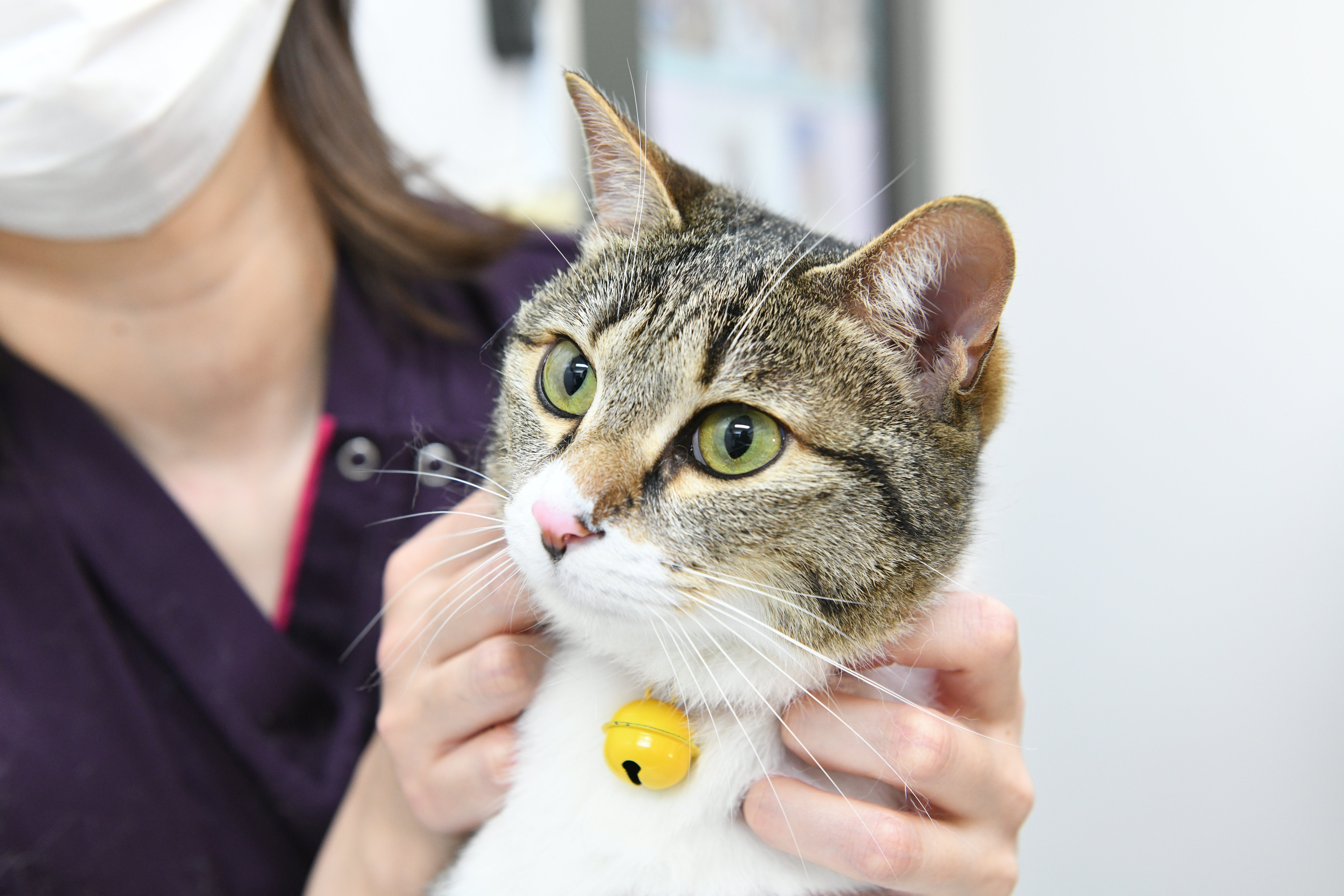 トライアングル動物眼科診療室 | 犬・猫の眼科専門治療・眼科一般診療 