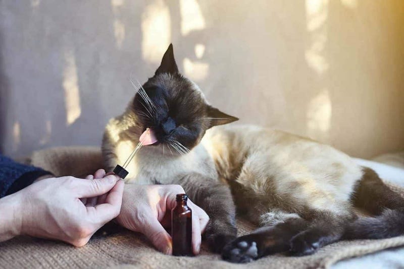 5 Ways to Administer CBD Oil to Cats
