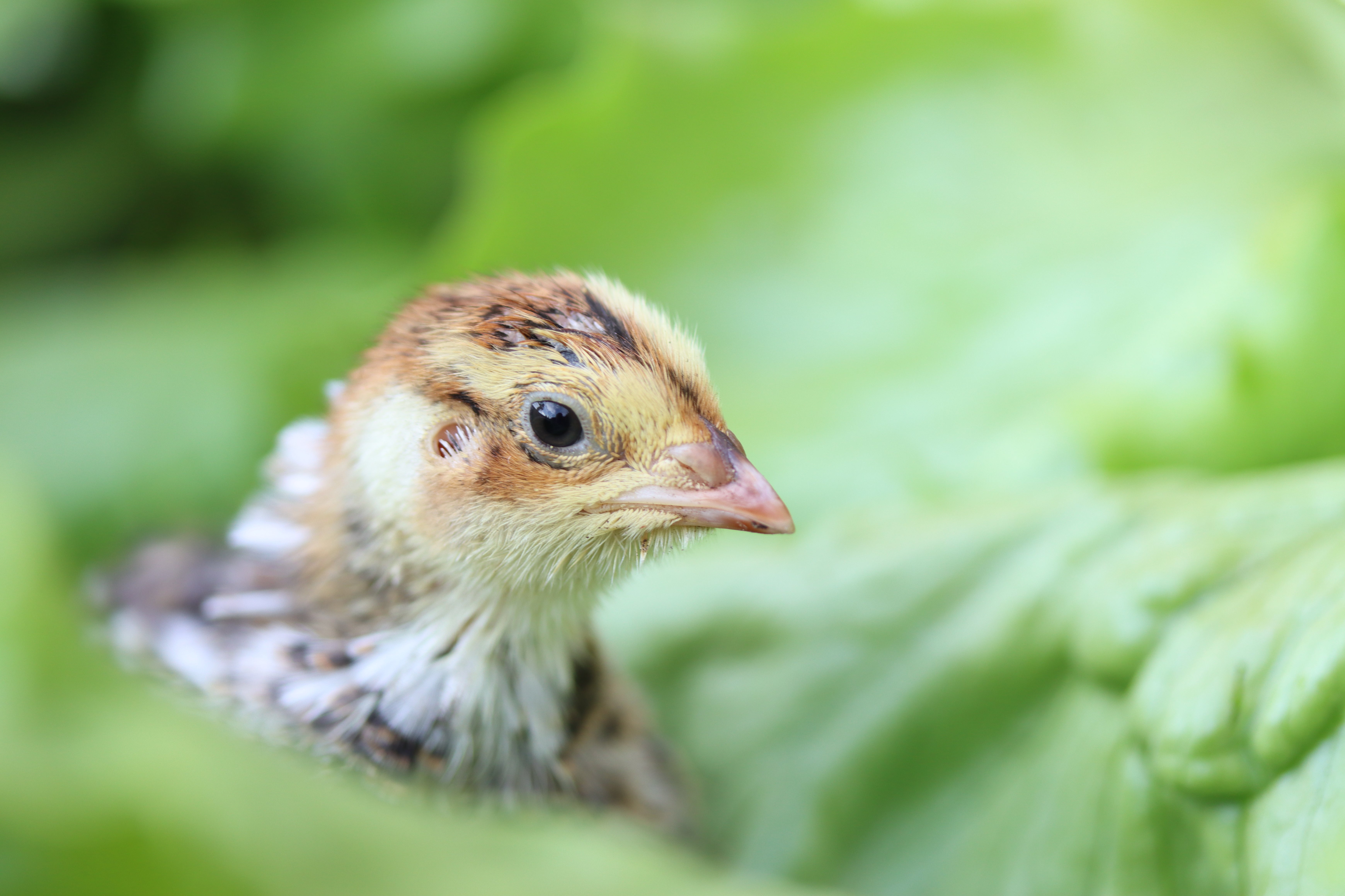 Gemeinsam Wachteln Brüten - Blog | Green Pet Shop