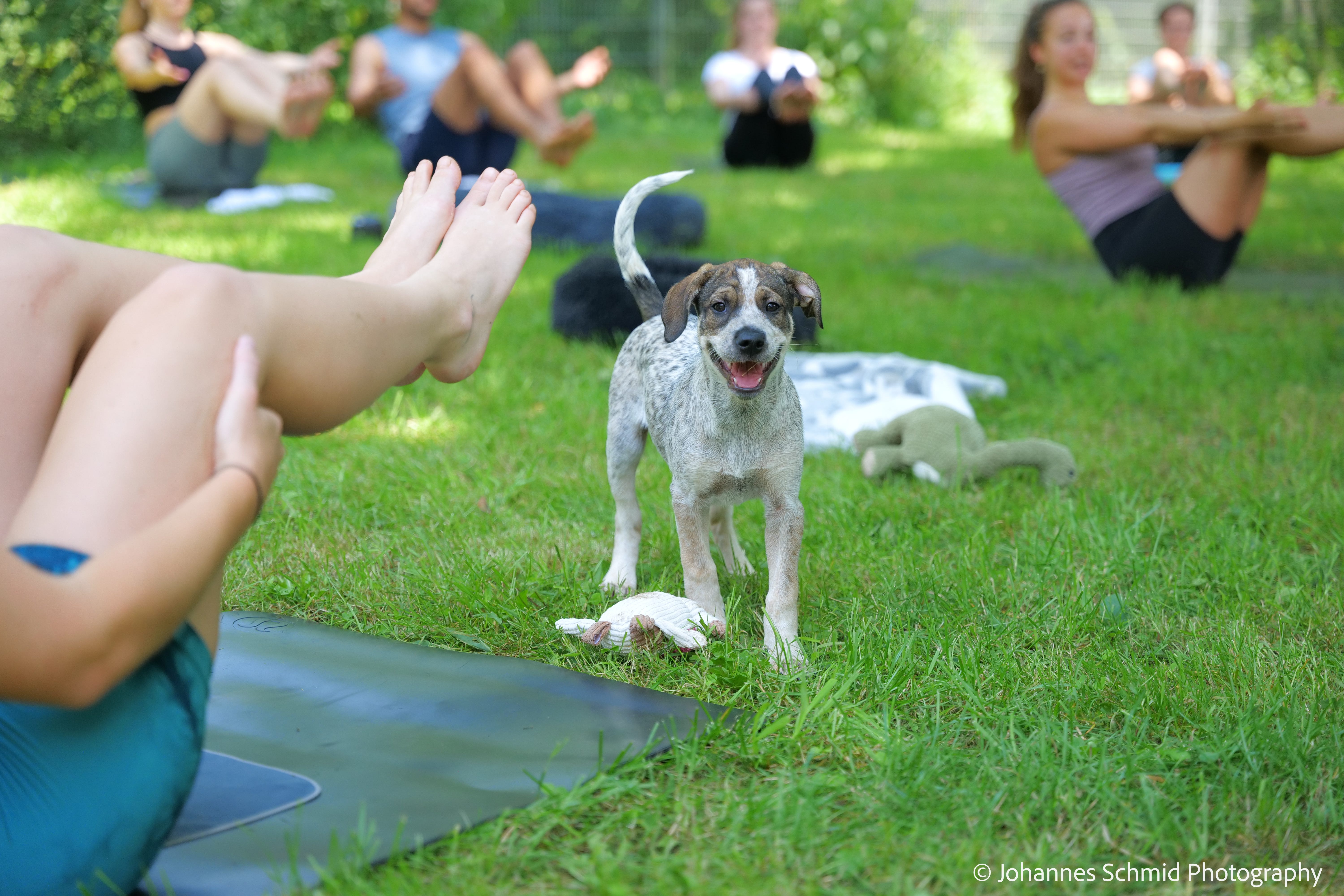 KONZEPT Yoga mit Welpen