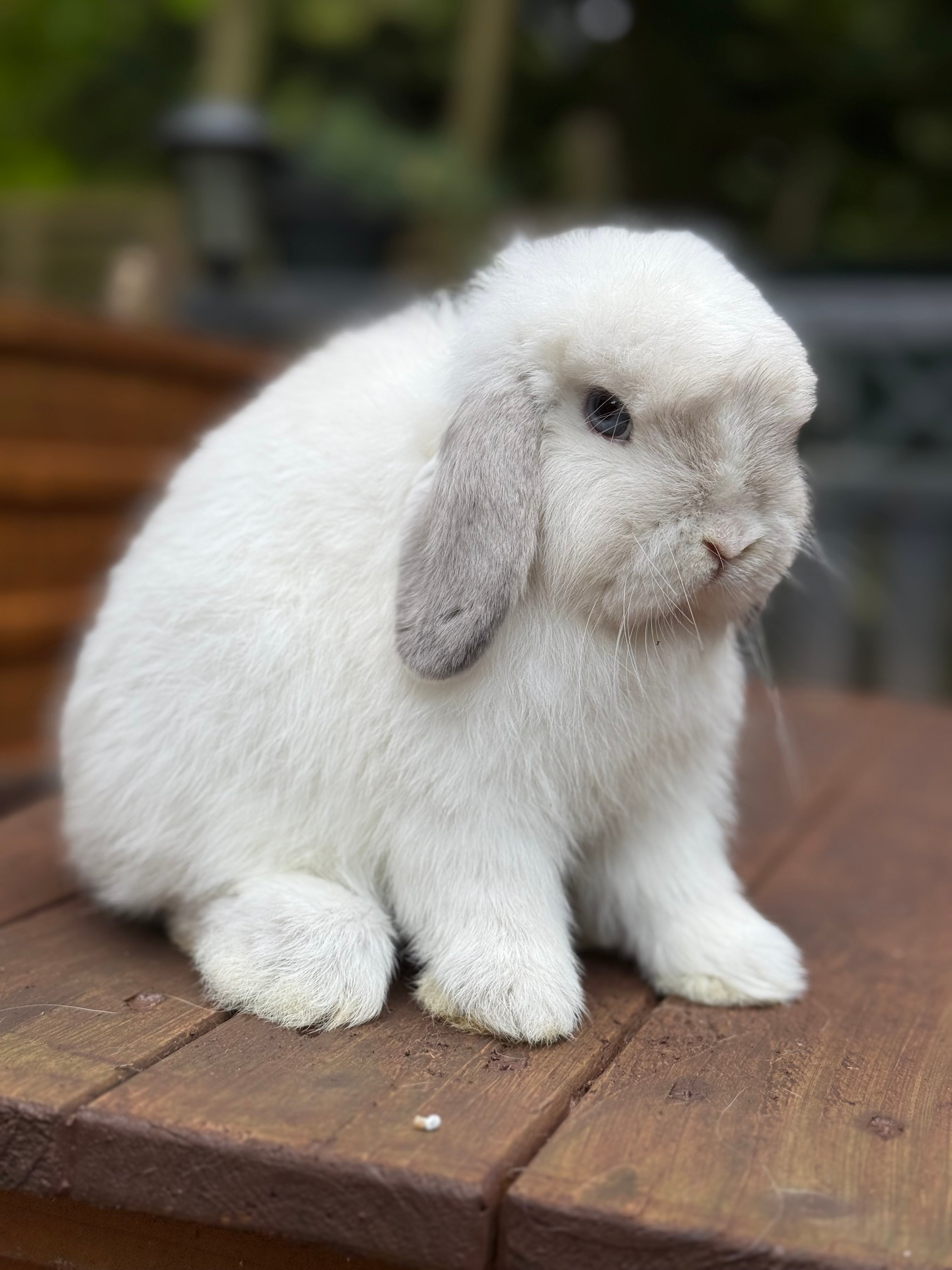 ♥️ Wunderschön Typvoller Minilop Zwergwidder good Rammler Mini Lop ♥️