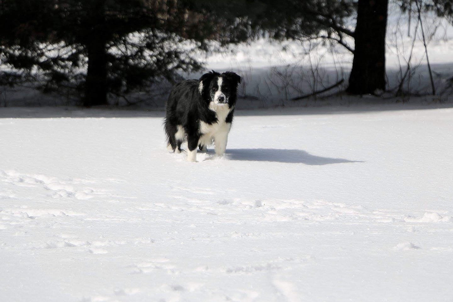 Cbca b fashion collie