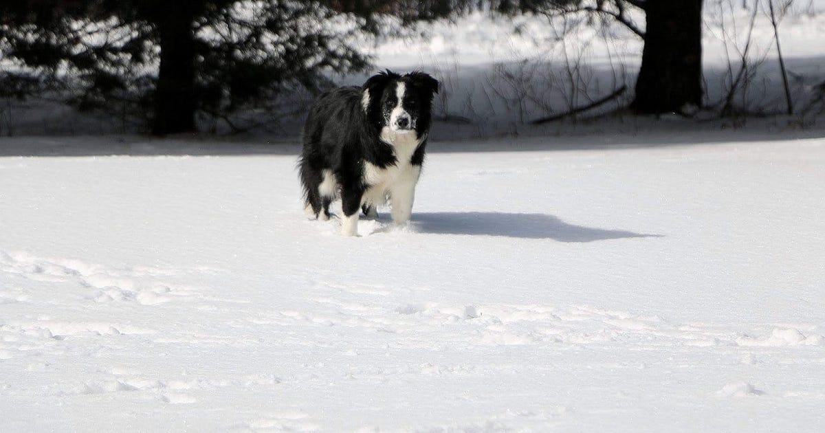 How We Raise Our Border Collie Puppies at Shadewood Farm and Kennel