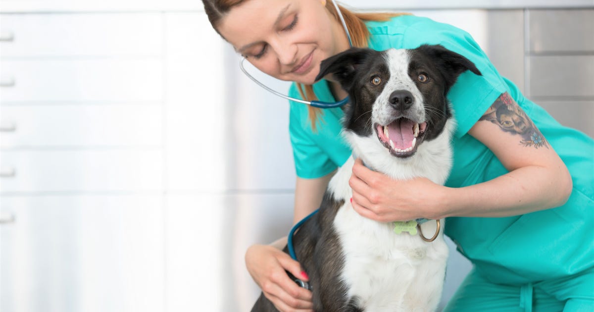Krankenversicherung Hund Tierversicherungsblog