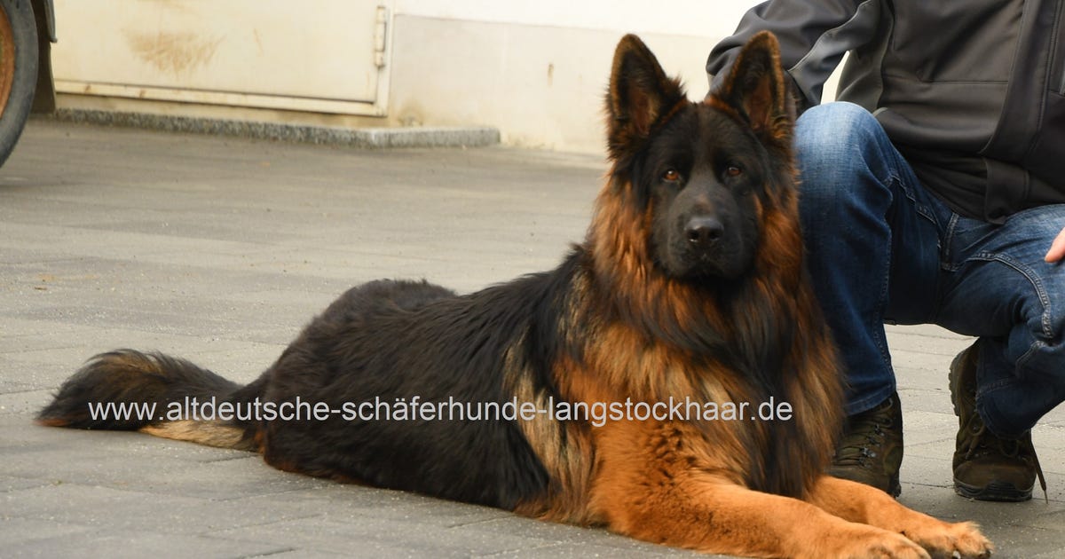 Galerie Altdeutscher Schaferhund Langstockhaar