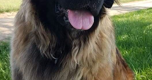 Kiwana Löwe aus Kurpfalz (KIWI) Unsere Hunde Leonberger Zucht Löwe