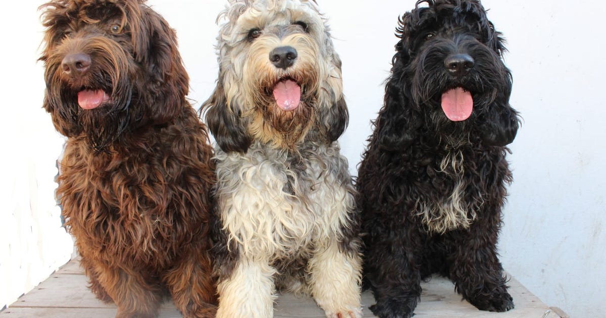 Lagotto Romagnolo Www Lagotto Wien At